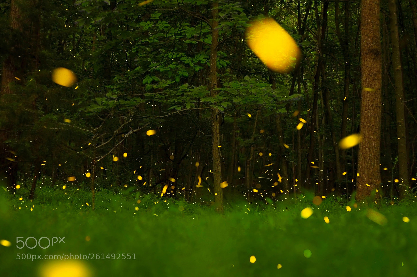 Canon EOS 7D sample photo. Summer wonder photography