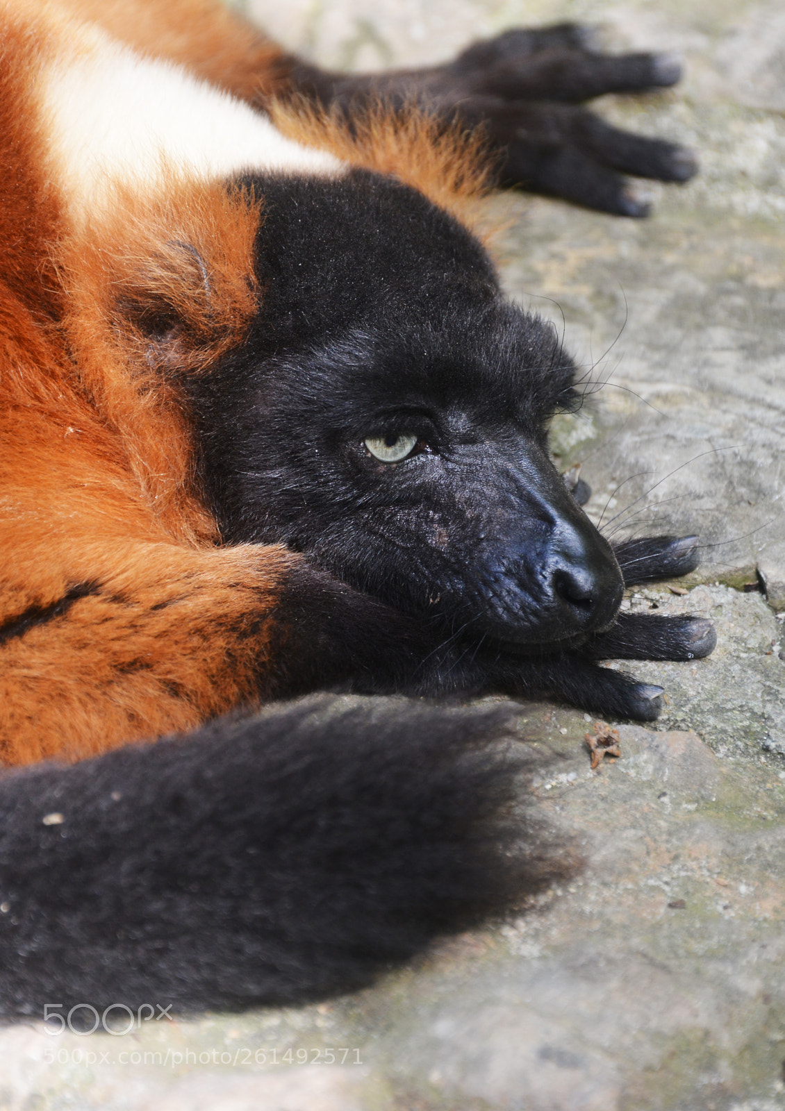 Nikon D800 sample photo. Red ruffed lemur photography