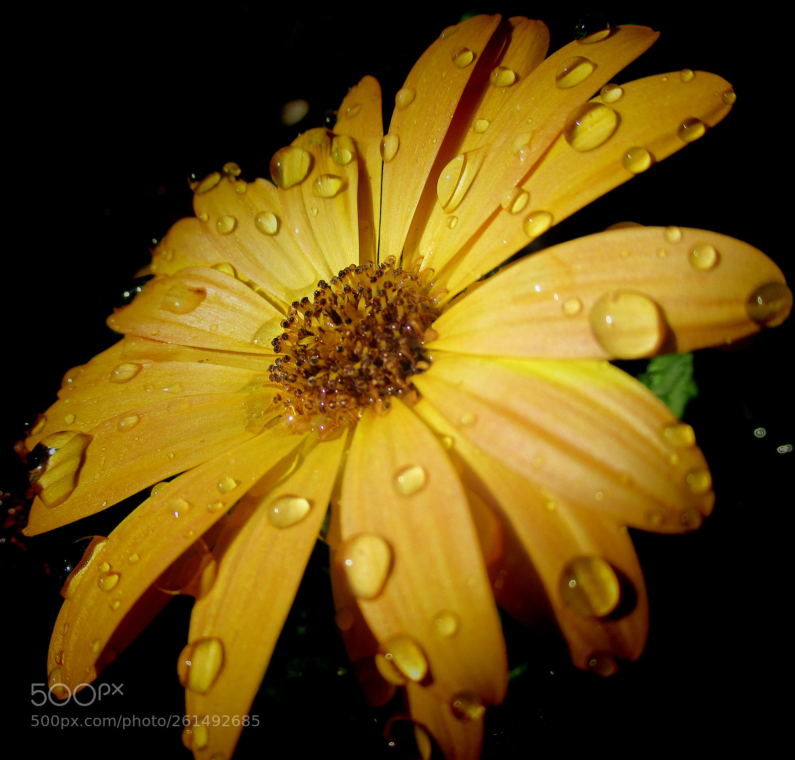 Canon PowerShot SX620 HS sample photo. Yellow flower photography
