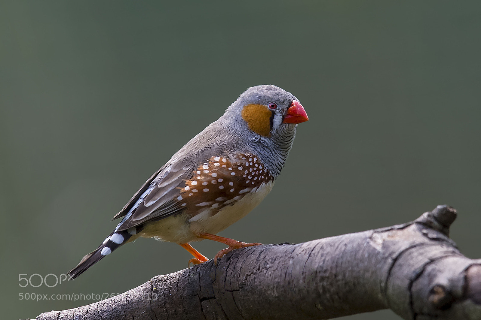 Nikon D4 sample photo. Zebra finch photography