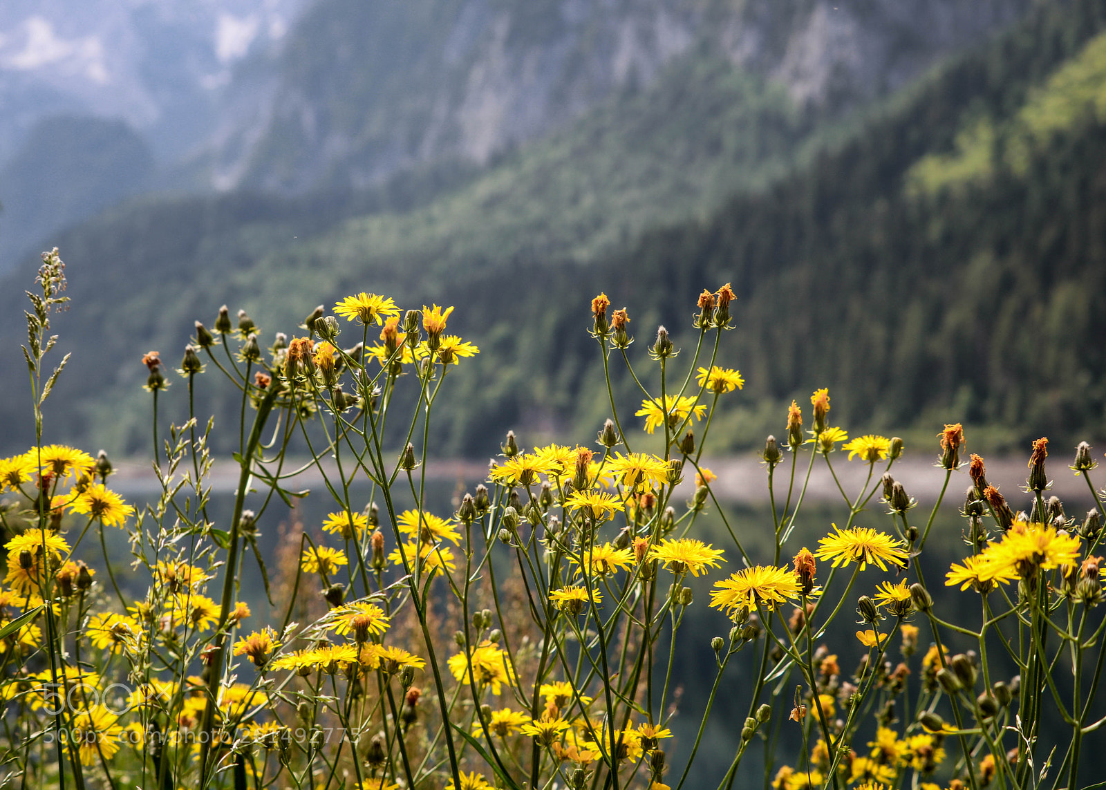 Canon EOS 750D (EOS Rebel T6i / EOS Kiss X8i) sample photo. Malerische stauden am gosausee... photography
