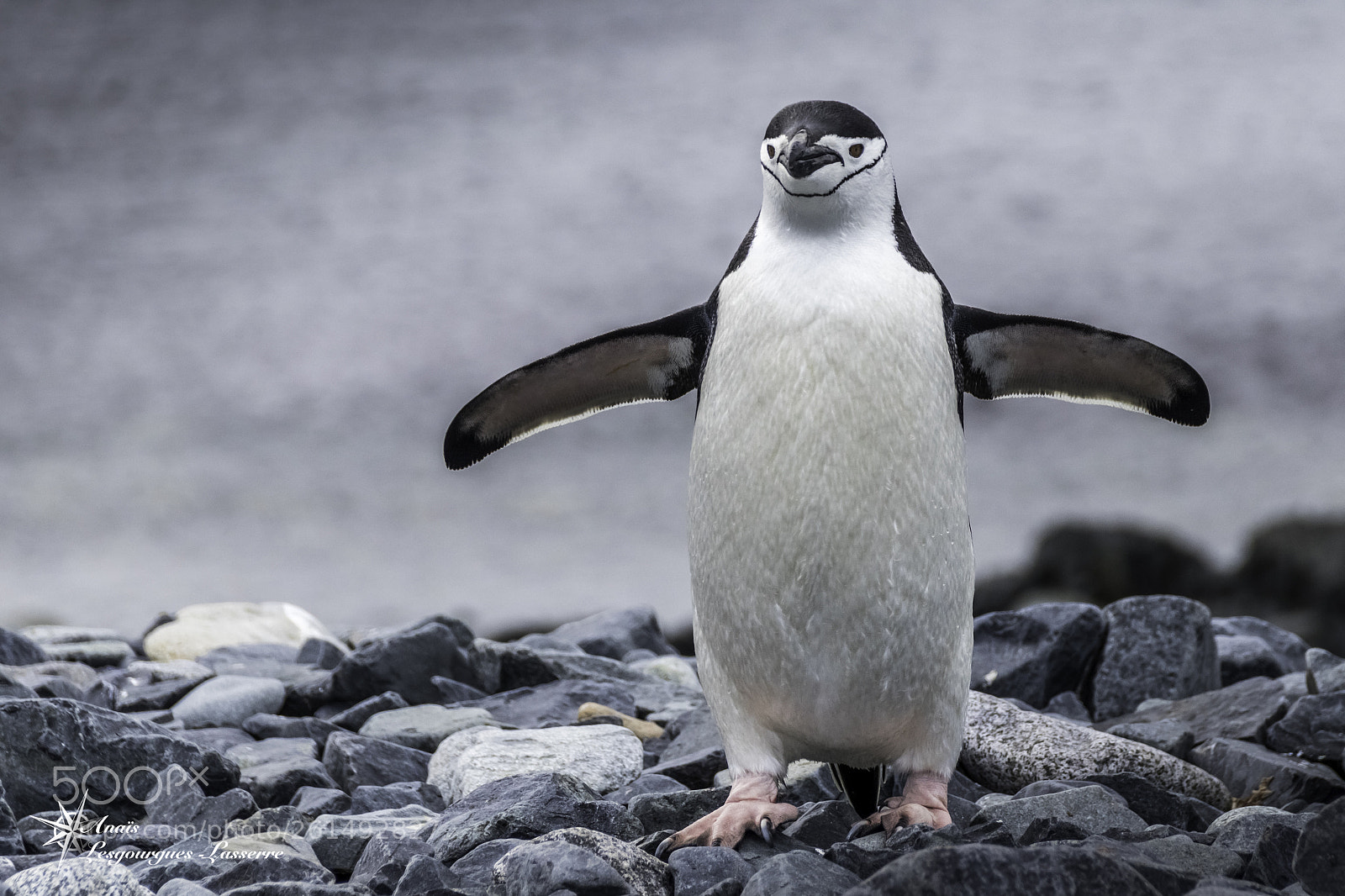 Canon EOS 80D sample photo. Antarctica photography
