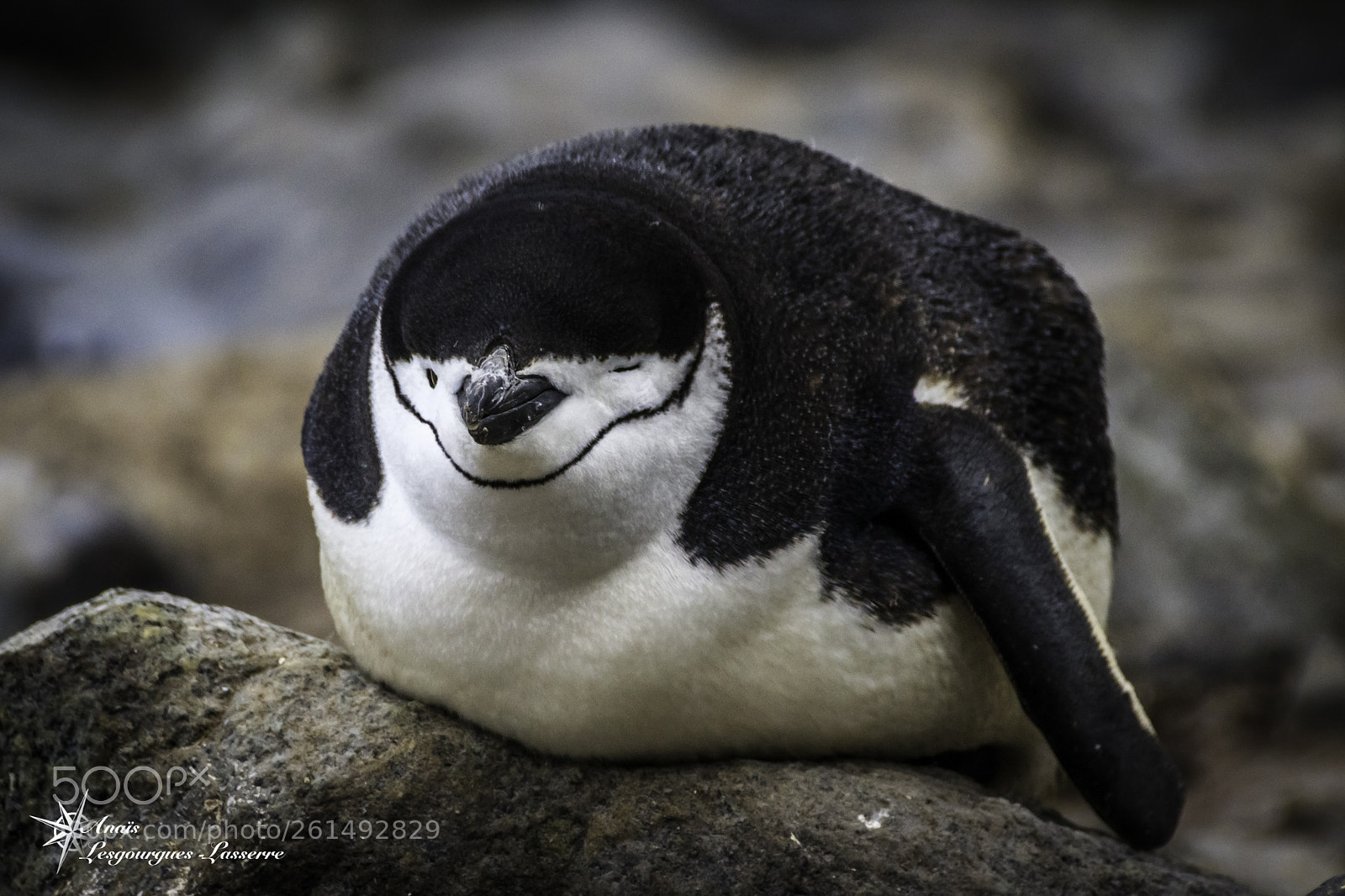 Canon EOS 80D sample photo. Antarctica photography