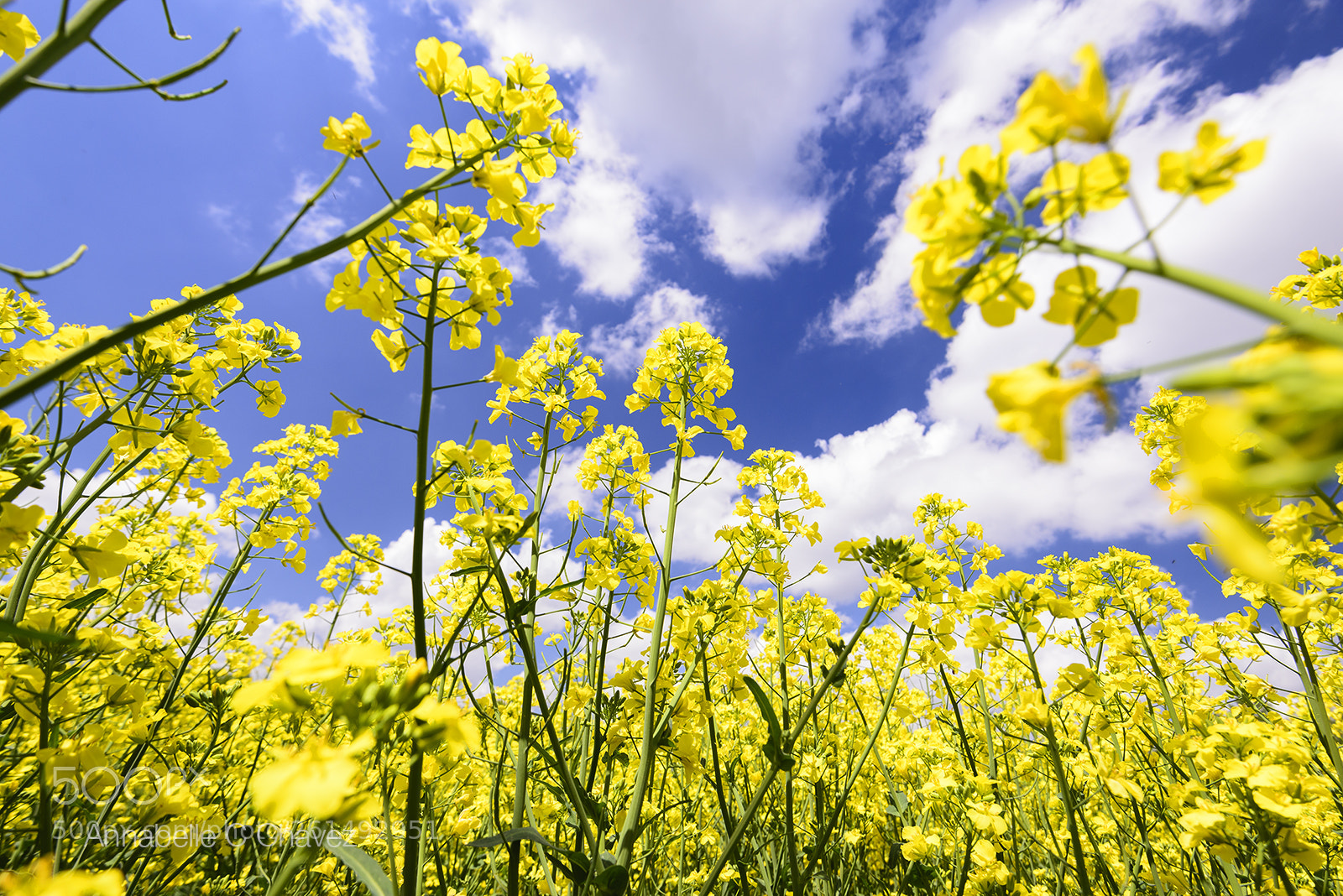 Nikon D610 sample photo. Rapeseed flowers photography