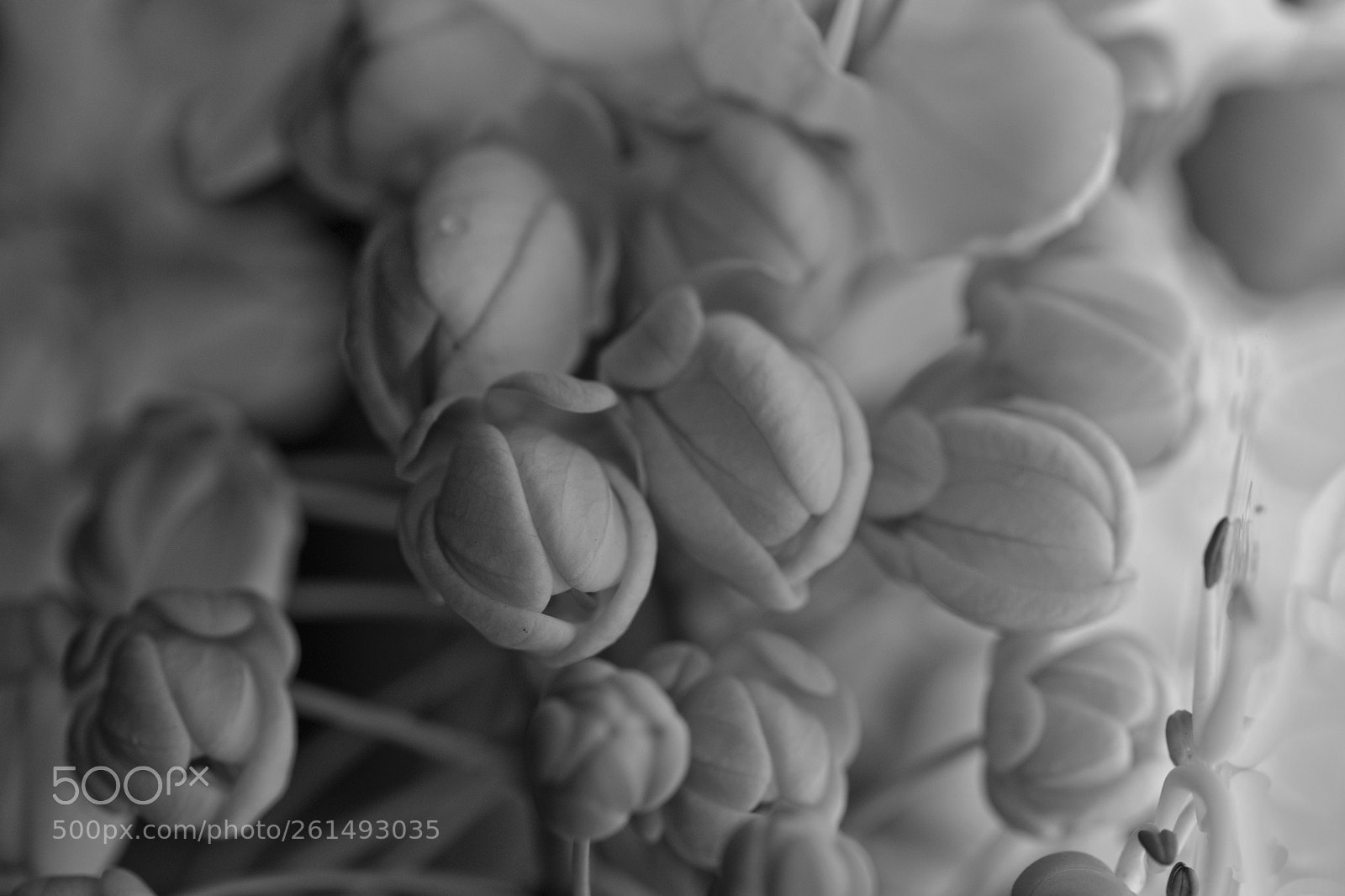 Nikon D3300 sample photo. Arty petals of bokaro photography
