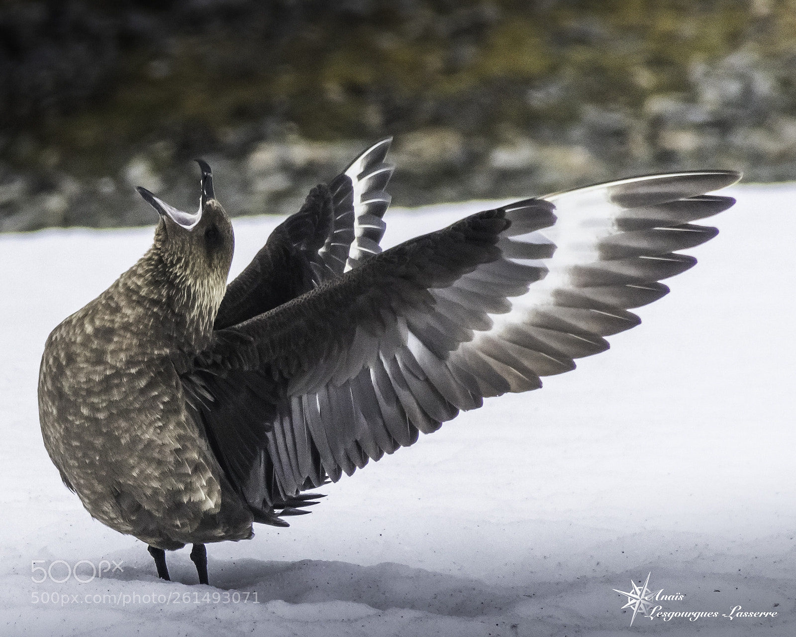 Canon EOS 80D sample photo. Antarctica photography