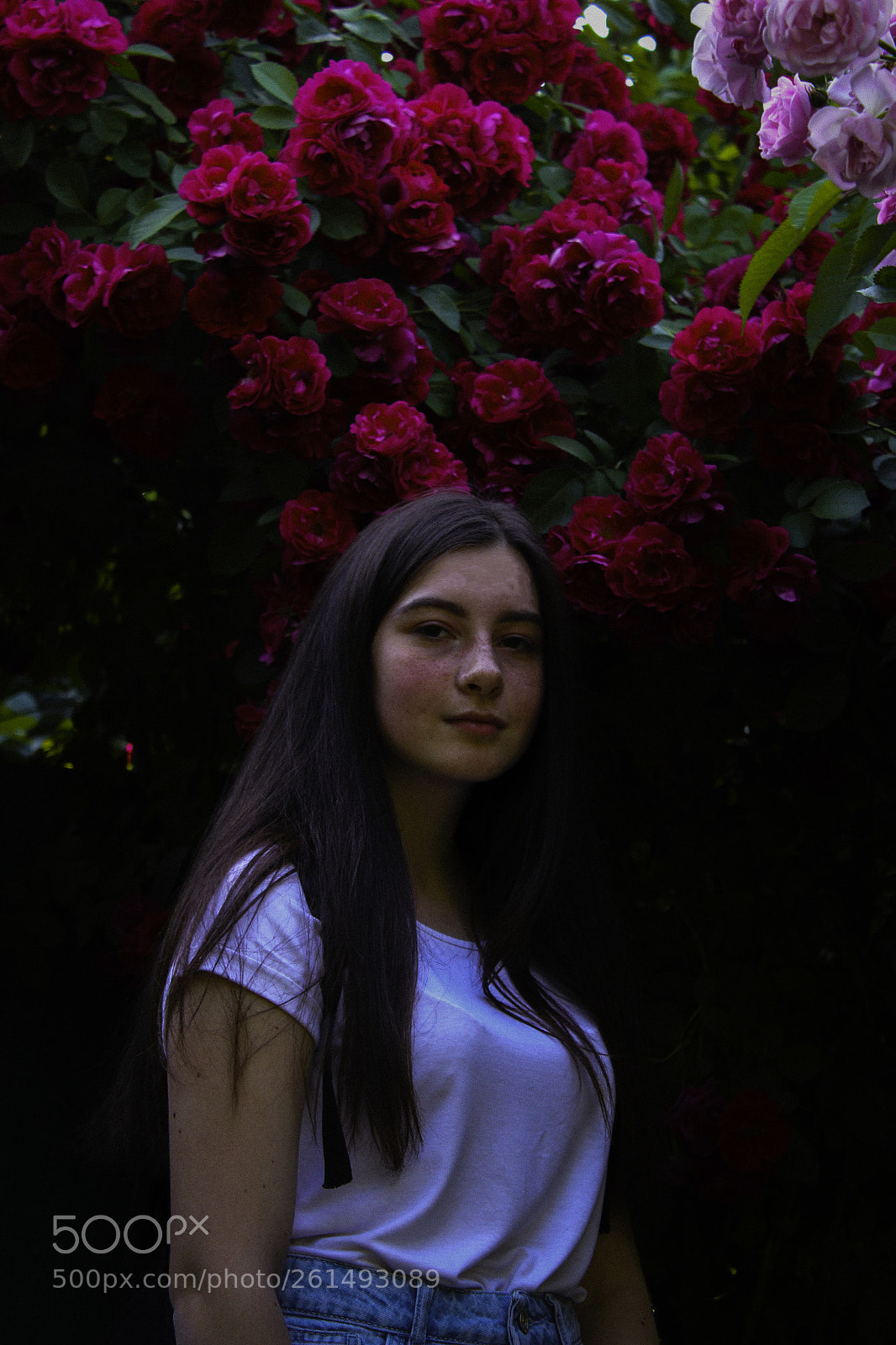Canon EOS 600D (Rebel EOS T3i / EOS Kiss X5) sample photo. Red flower photography