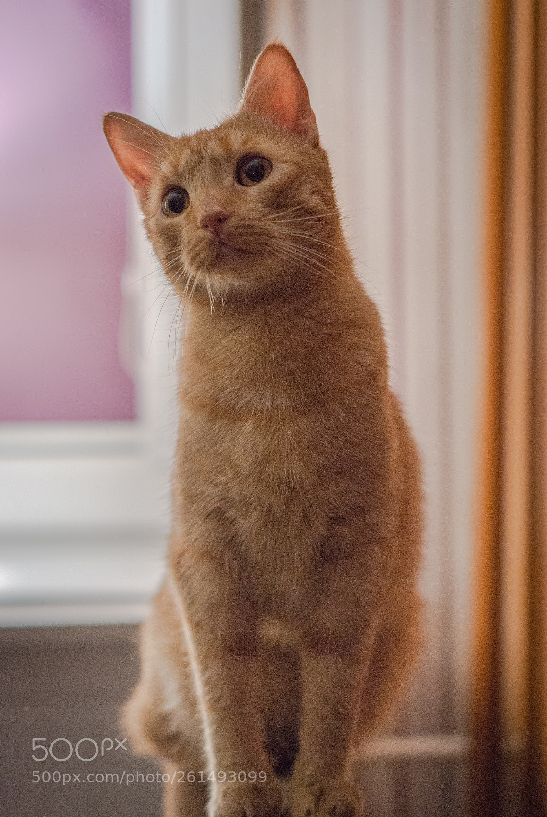 Sony a6000 sample photo. Ginger photography
