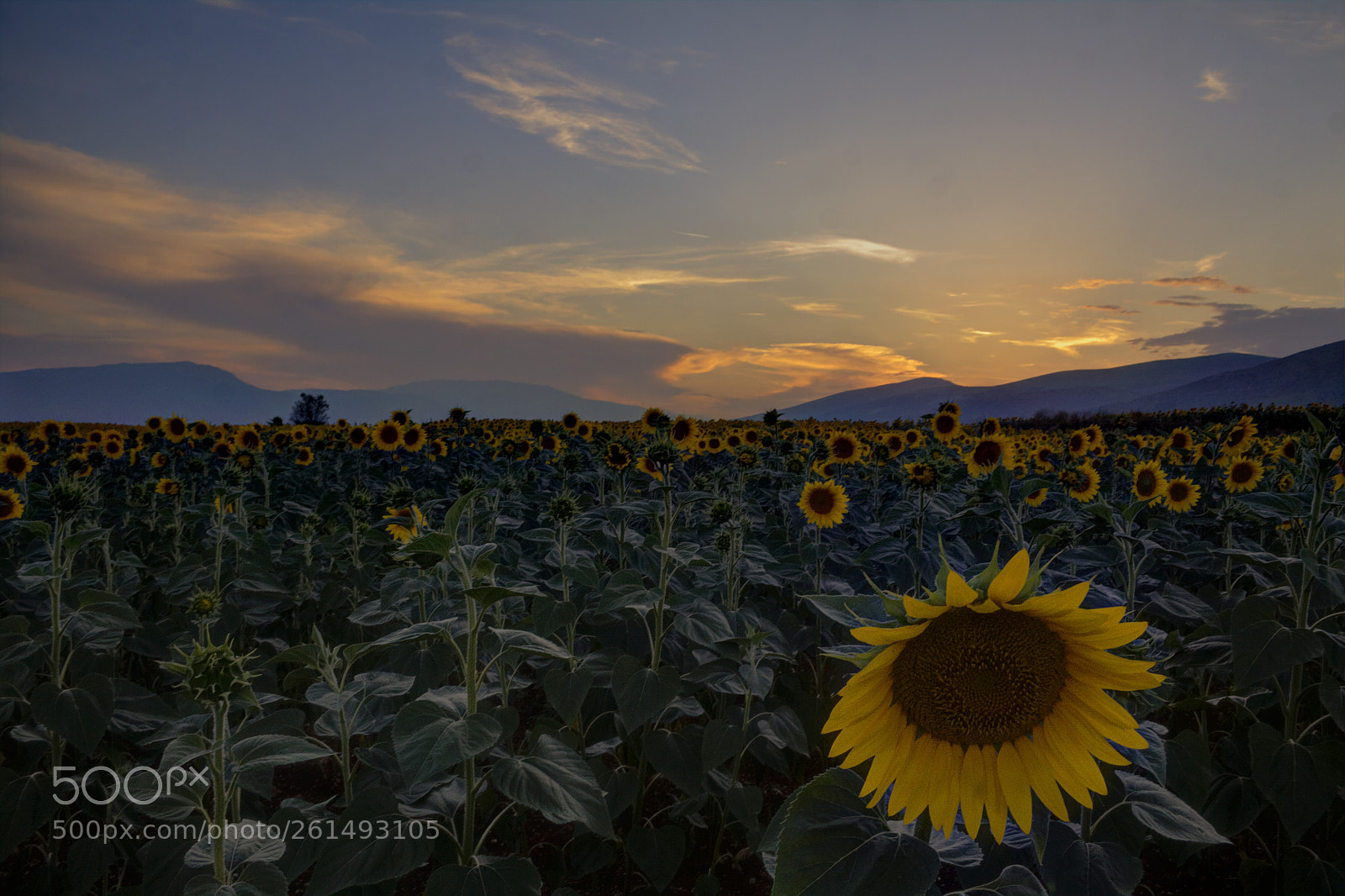 Canon EOS 50D sample photo. Sunflowers photography