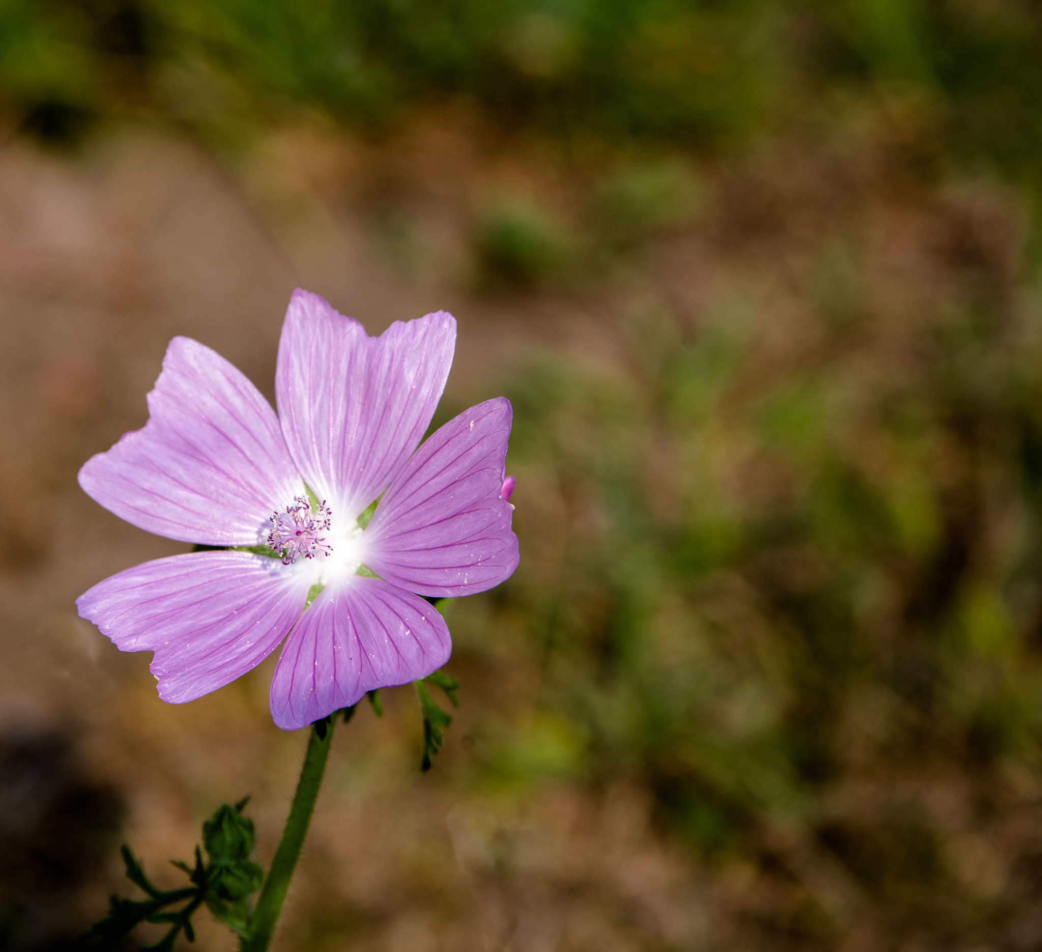 Pentax K-1 sample photo. Purple power flower photography