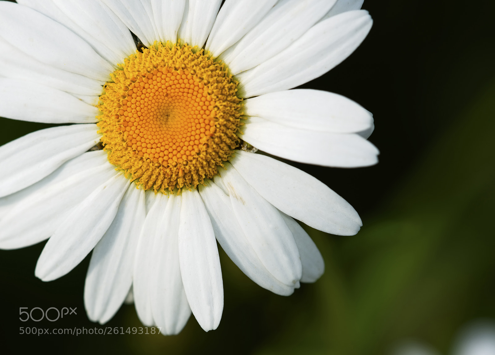 Nikon D750 sample photo. Daisy-01 photography