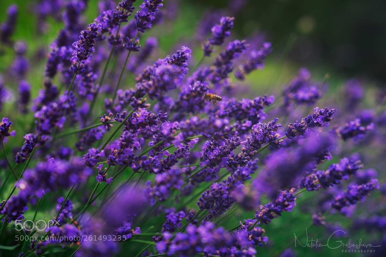 Sony a7R II sample photo. Lavender photography