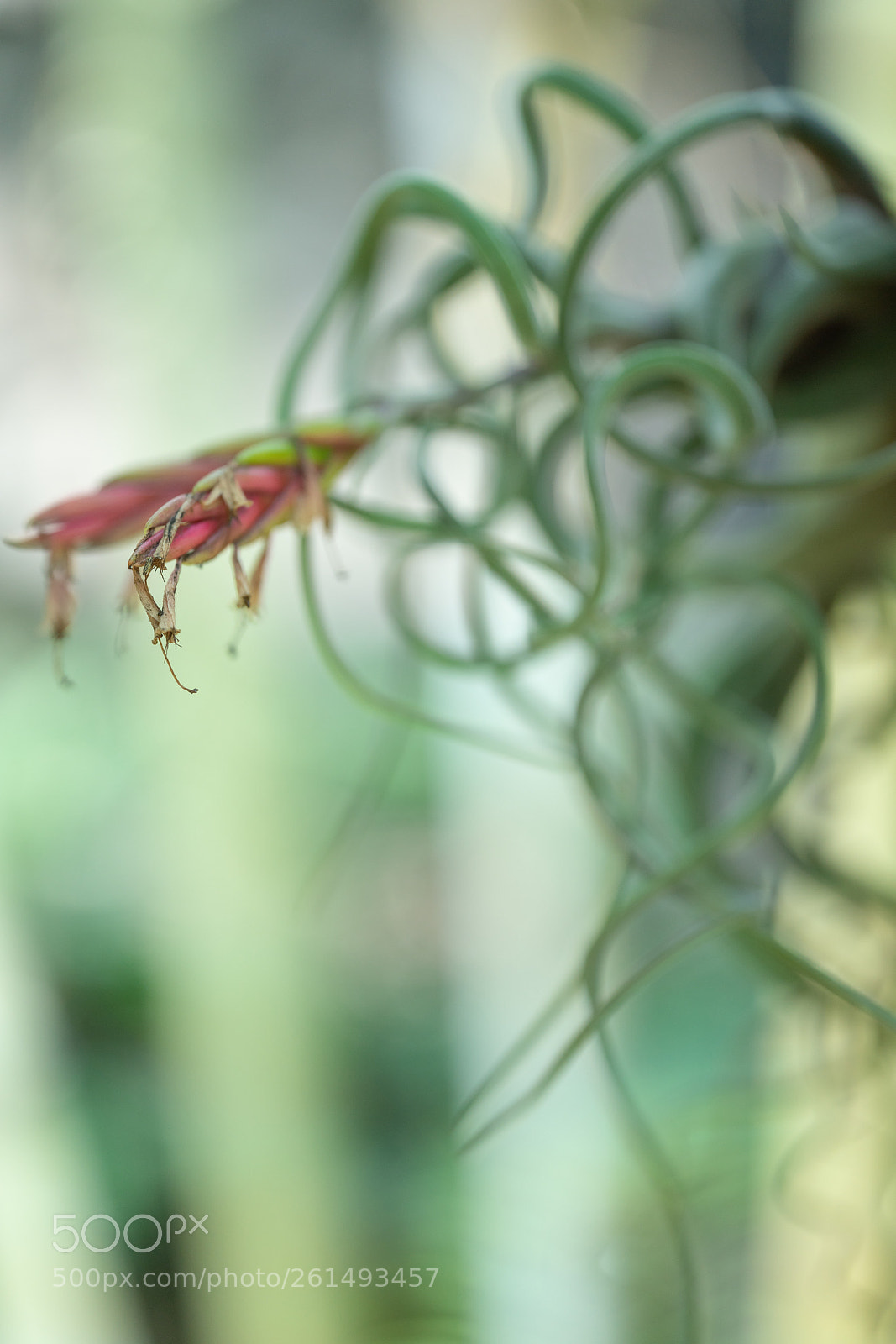 Sony a7R II sample photo. Air plants - macro photography
