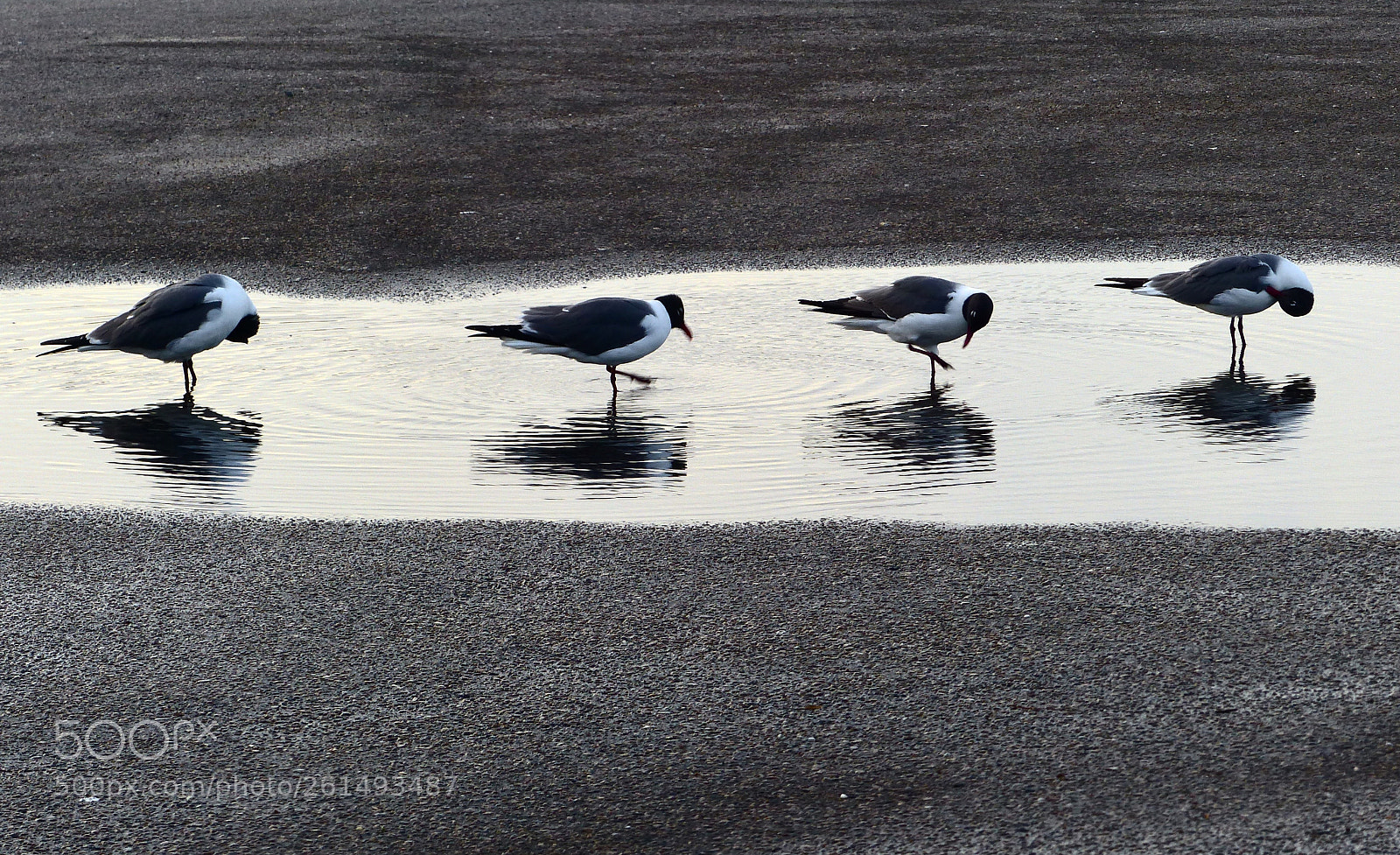 Panasonic Lumix DMC-FZ200 sample photo. Bathing and grooming photography