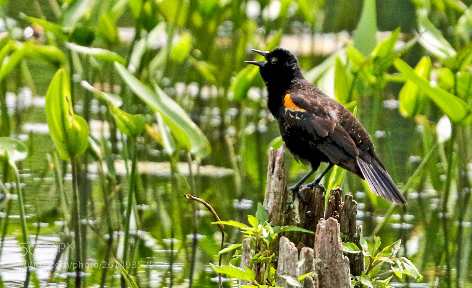 Canon EOS 7D Mark II sample photo. Red winged blackbird photography