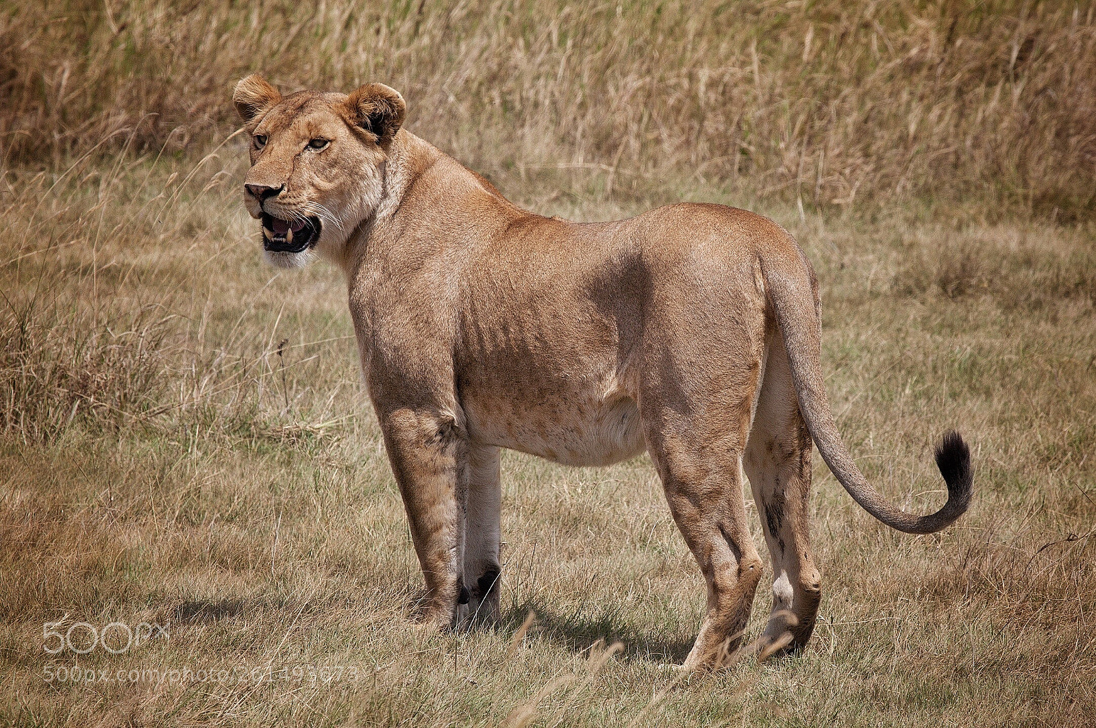 Canon EOS 5D Mark II sample photo. Lioness in serengeti national photography