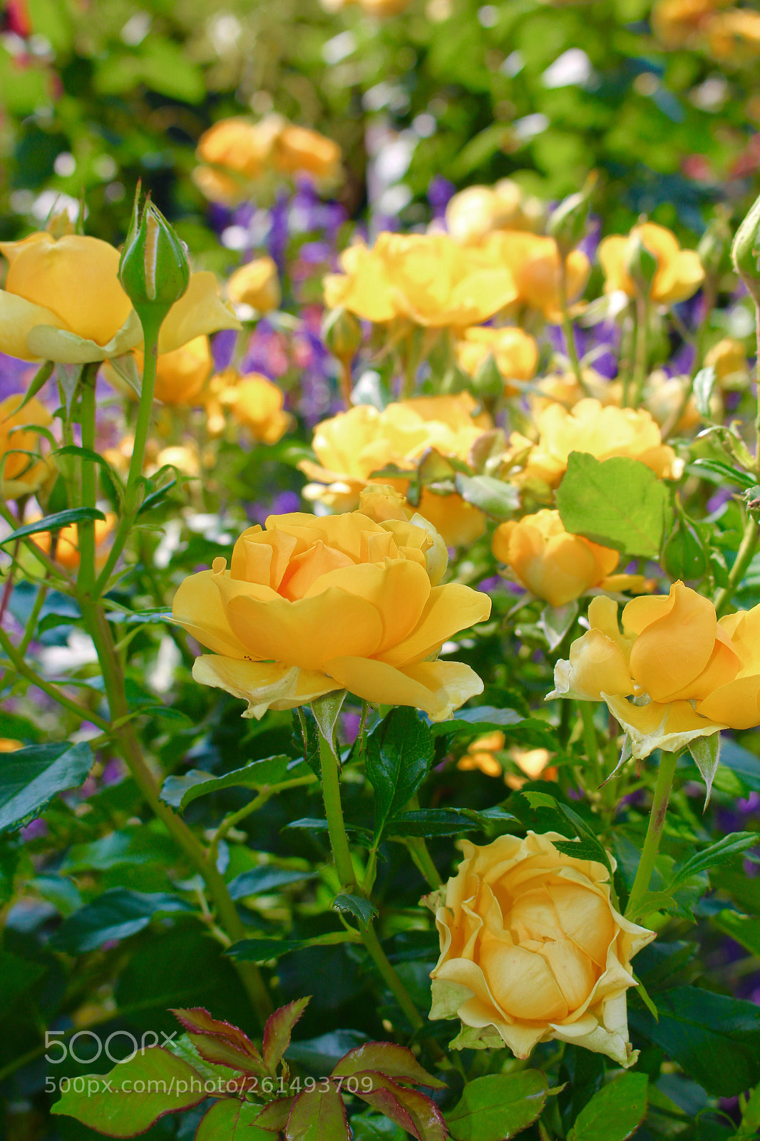 Canon EOS 700D (EOS Rebel T5i / EOS Kiss X7i) sample photo. Garden of colors photography