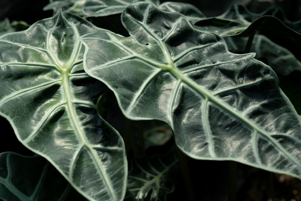 500px.comのfotois youさんによるGreen Snap - Macro