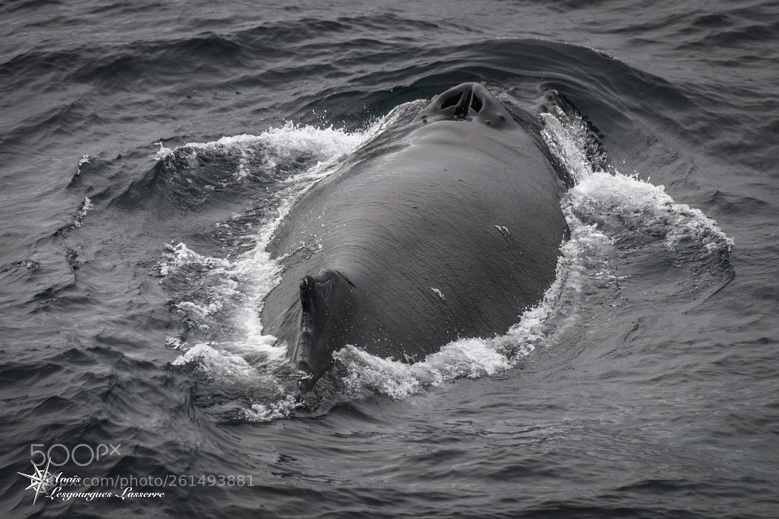 Canon EOS 80D sample photo. Antarctica photography