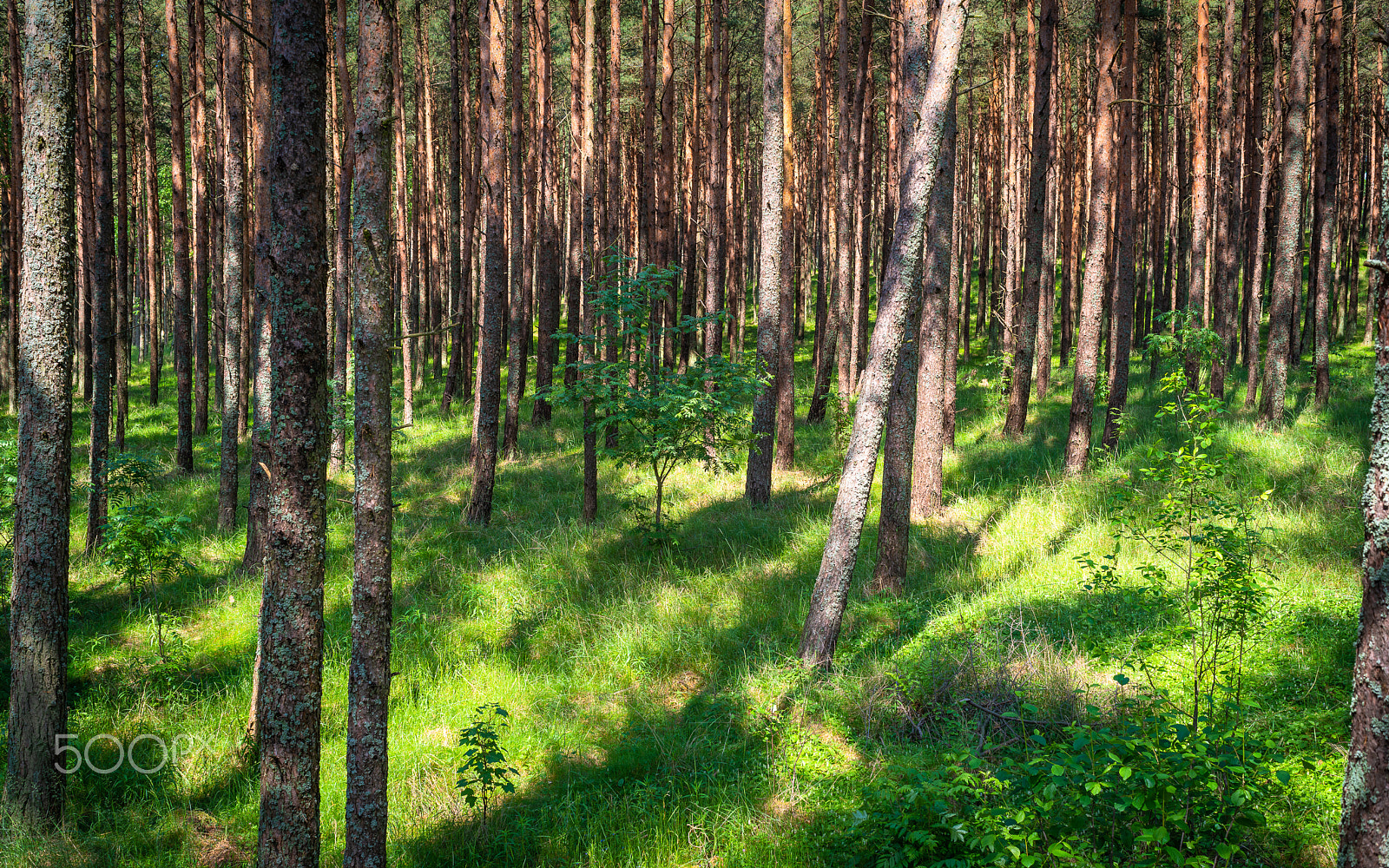 Pentax K-1 sample photo. Forest photography