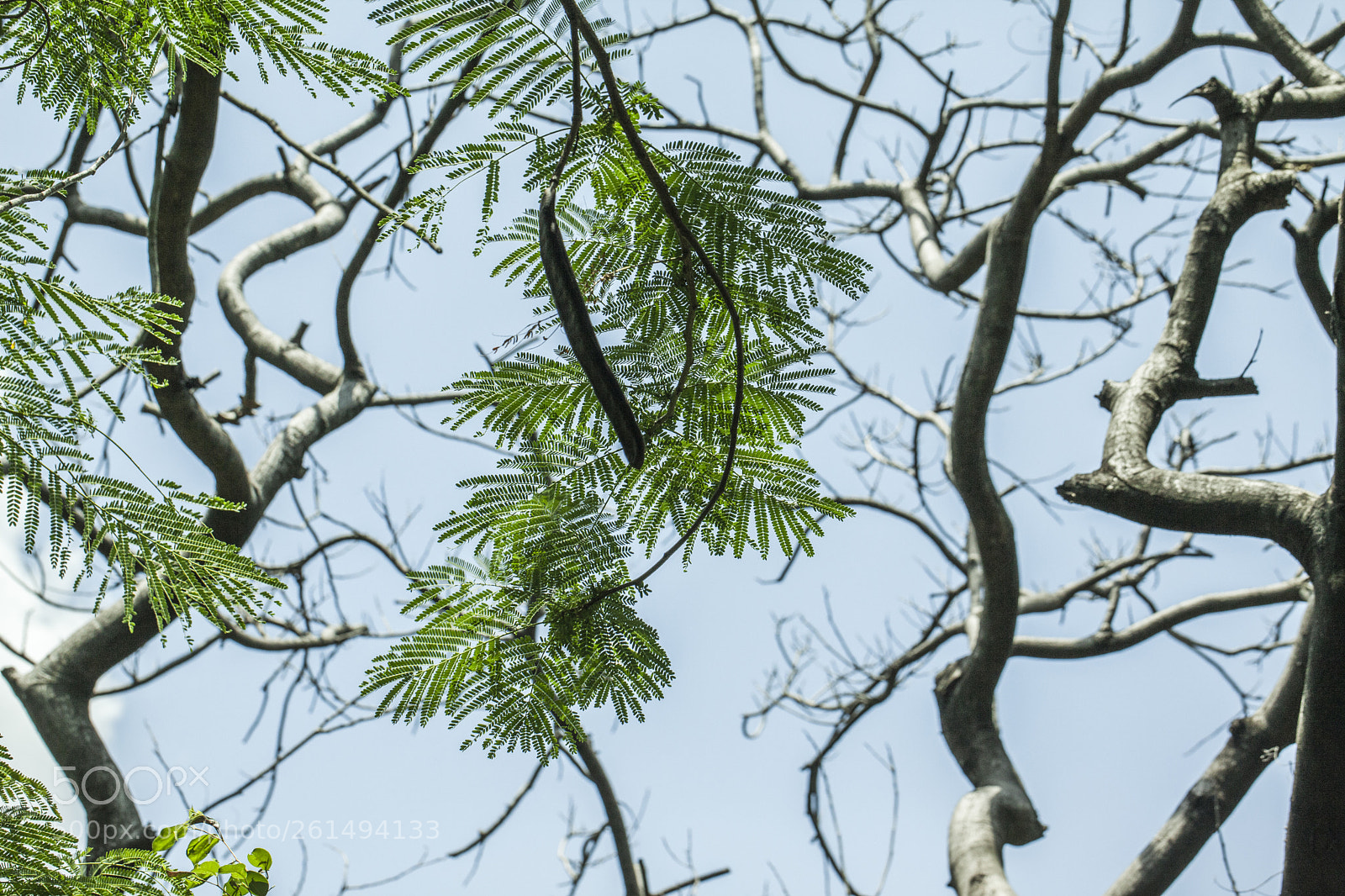 Canon EOS 5D Mark II sample photo. Trunk and leaves photography