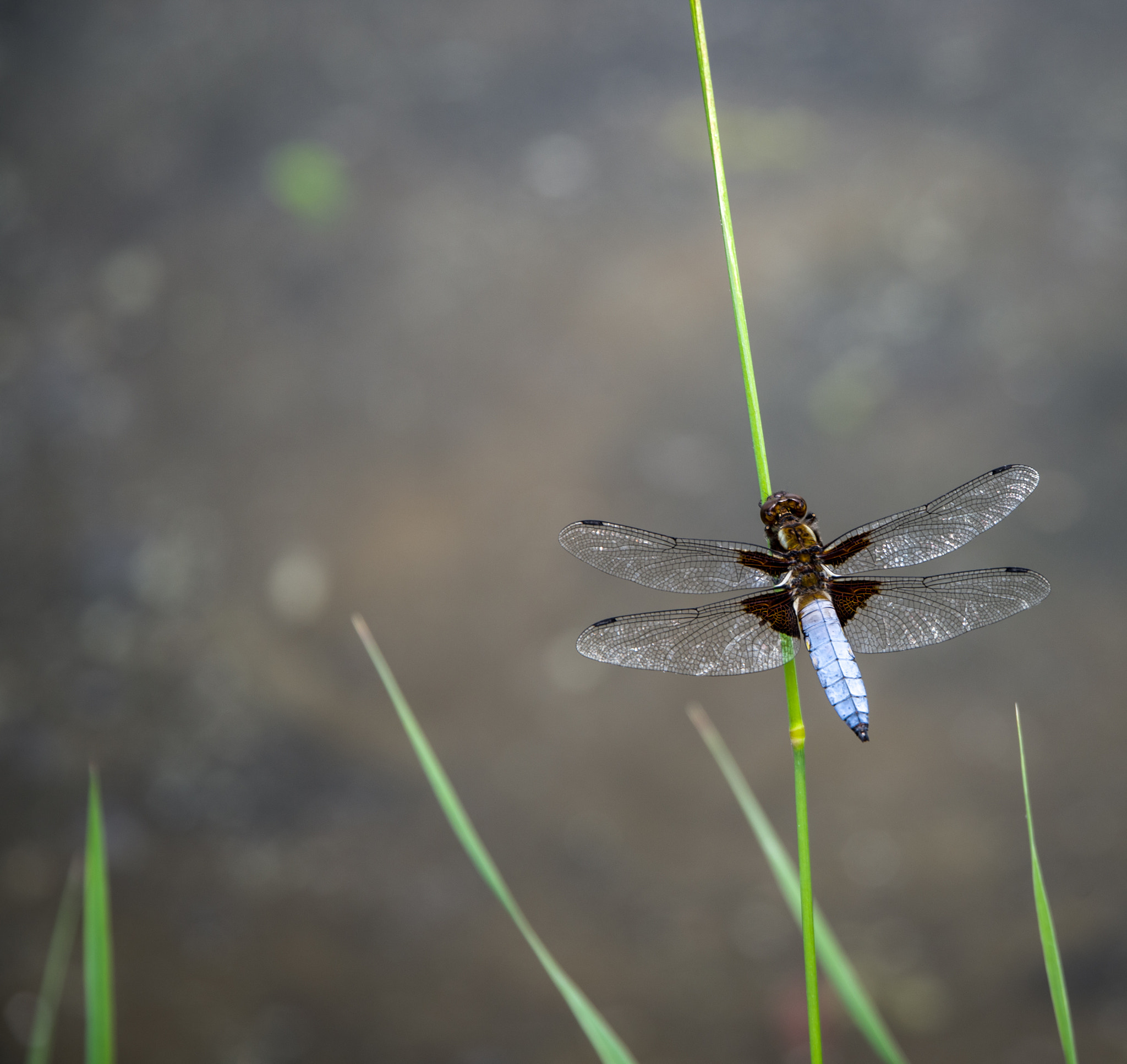 Pentax K-1 sample photo. Blue dragonfly photography