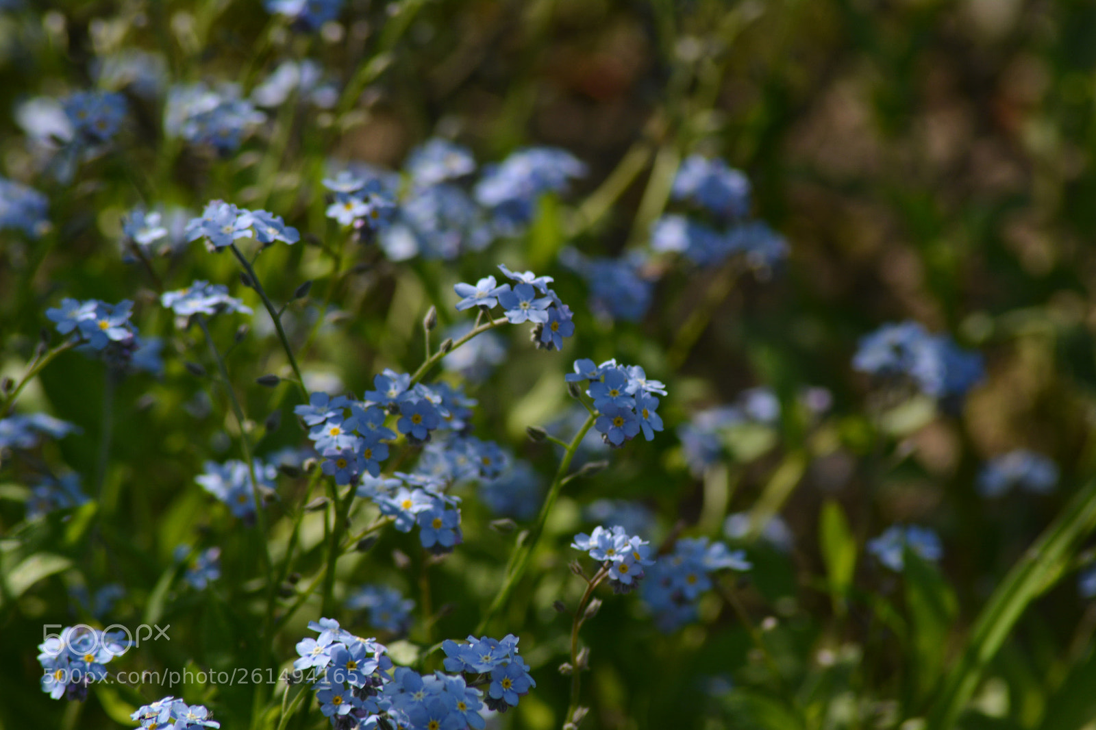 Nikon D5200 sample photo. Niezapominajki photography