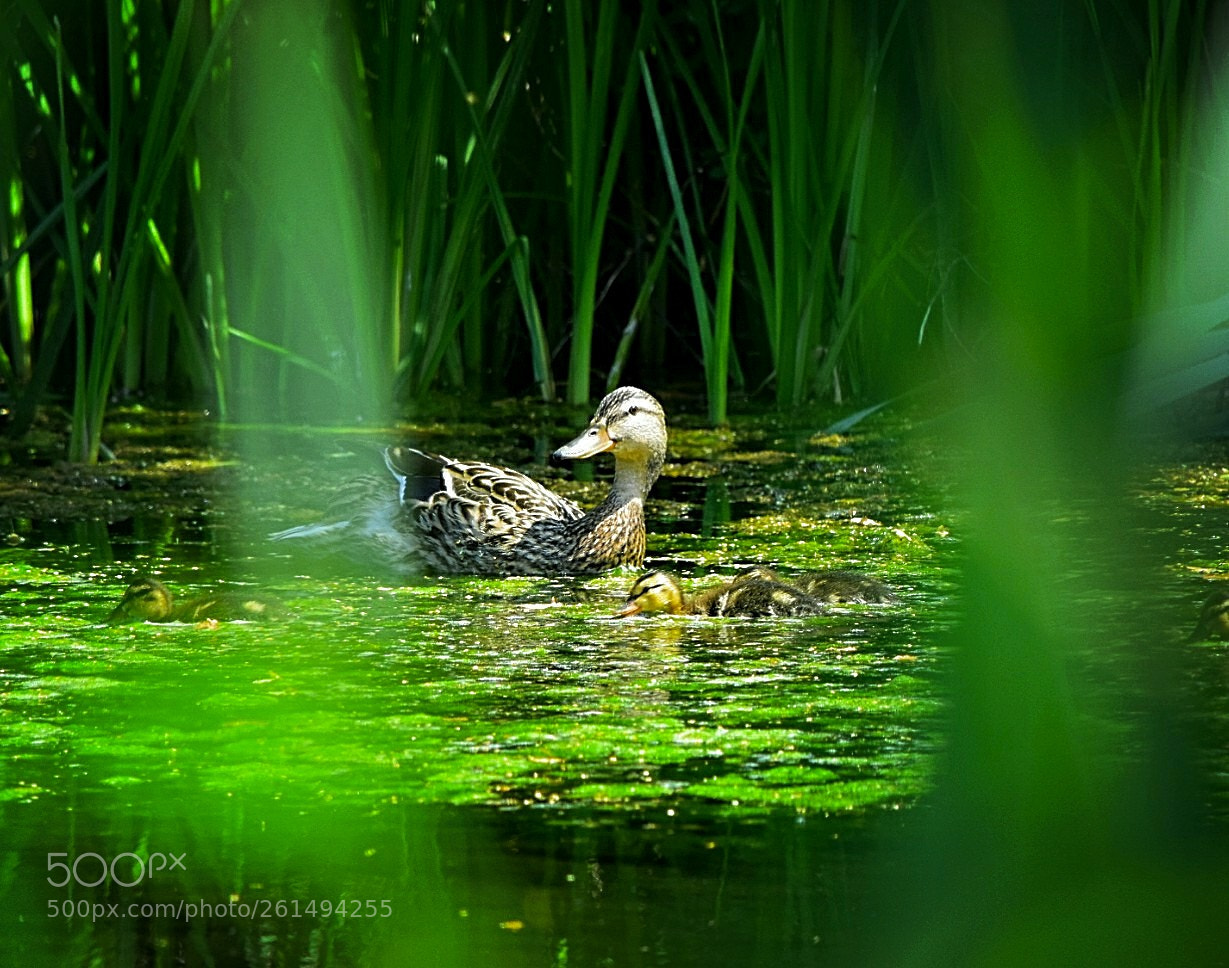 Nikon D5300 sample photo. Immer wachsam die mama! photography