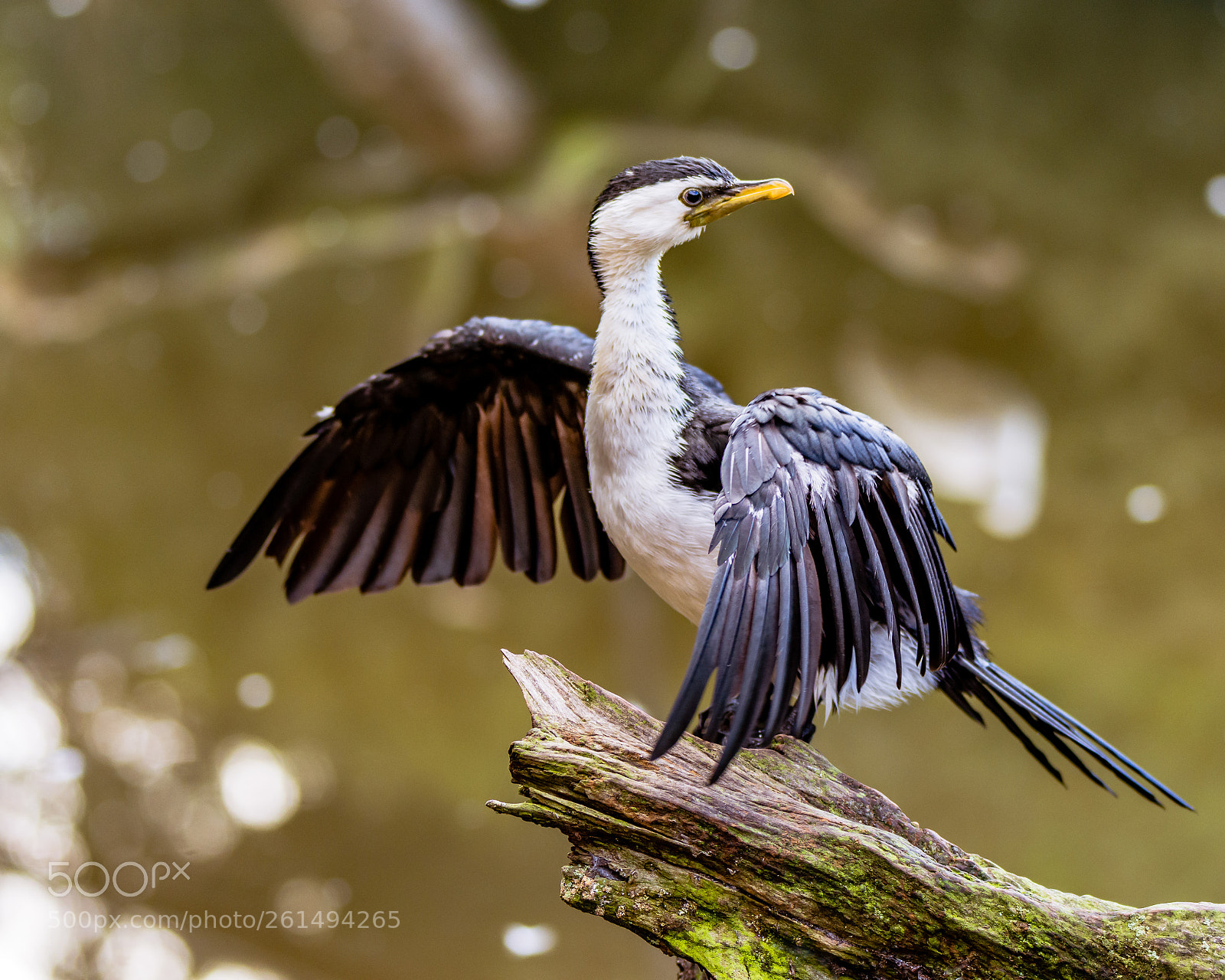 Nikon D7200 sample photo. Australian pied cormorant photography