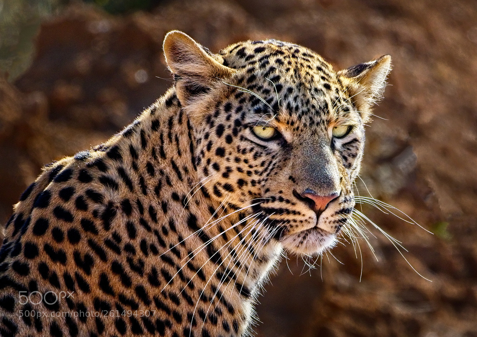 Nikon D500 sample photo. Kgodisa photography