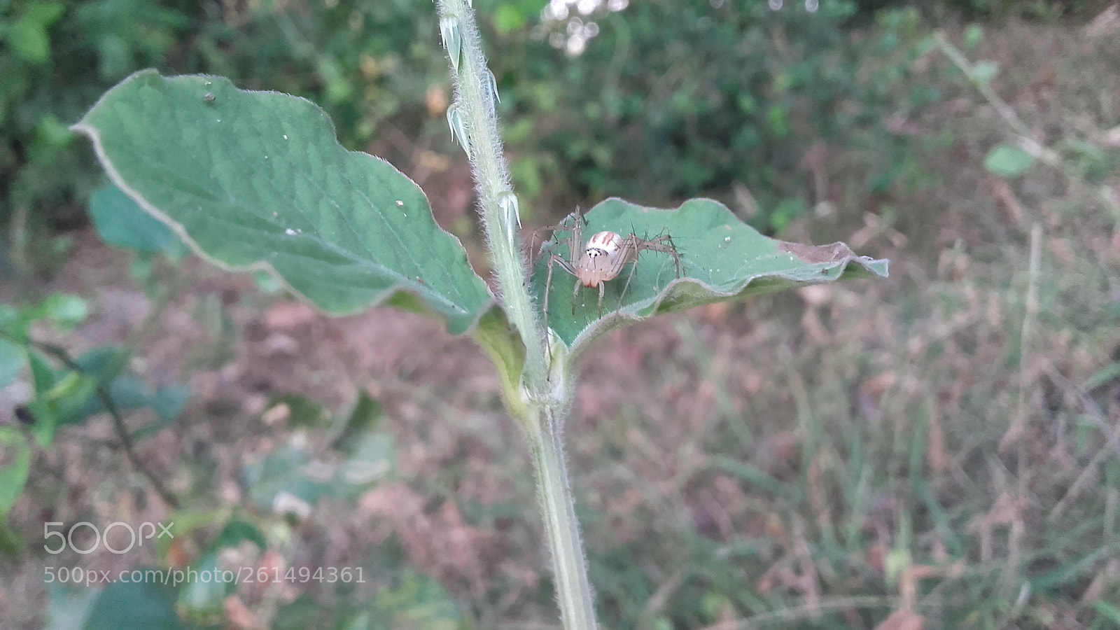 Samsung Galaxy Grand Prime sample photo. Untitled photography