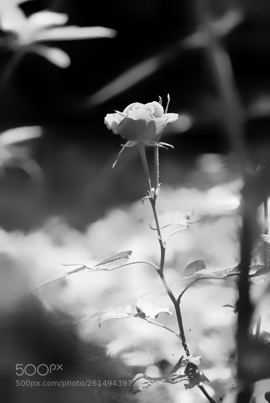 Nikon D3000 sample photo. Untitled photography