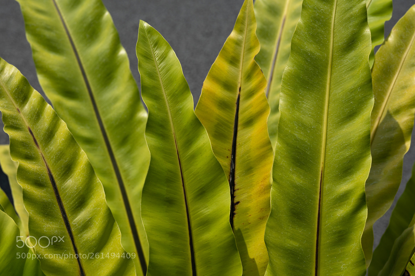 Sony a7R II sample photo. Pteridophyte - macro photography