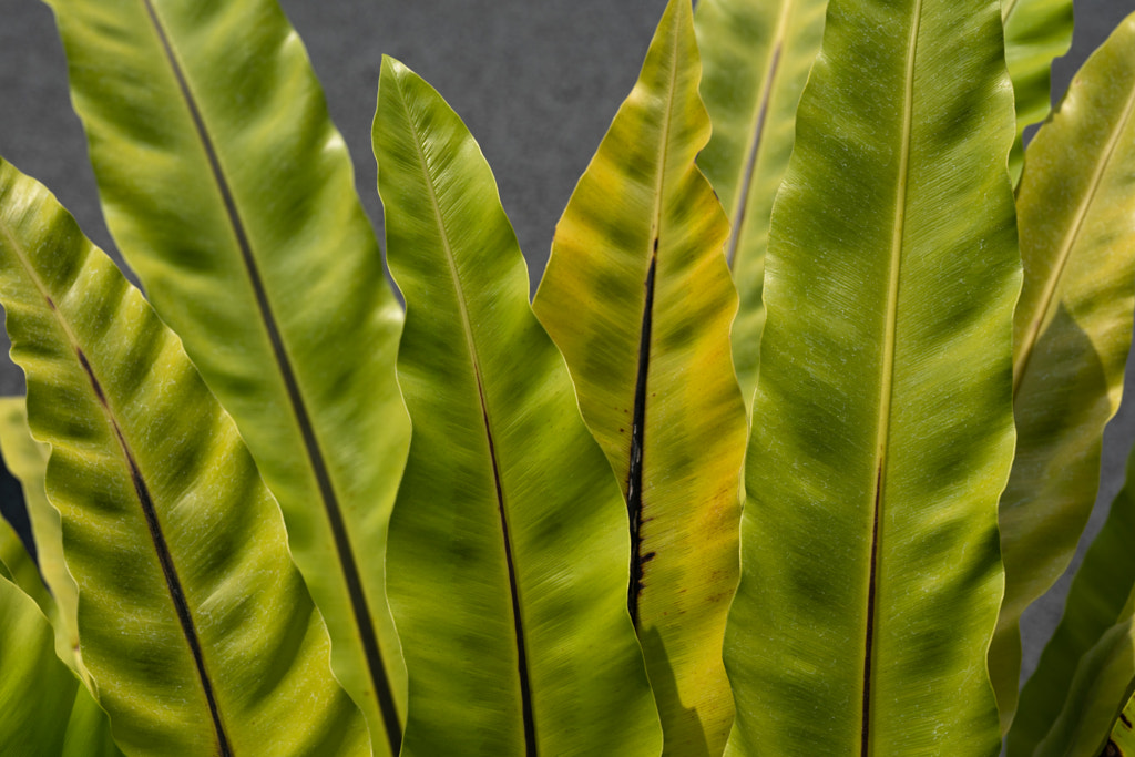 500px.comのfotois youさんによるPteridophyte - Macro