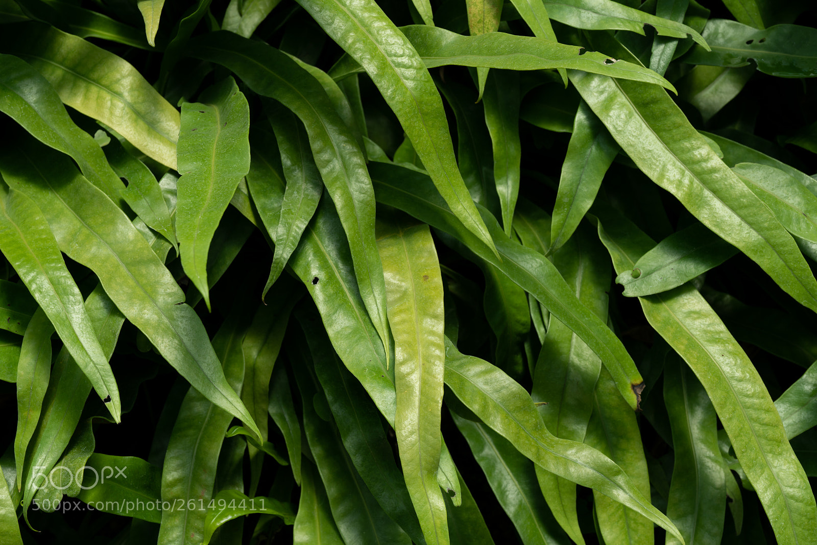Sony a7R II sample photo. Pteridophyte - macro photography