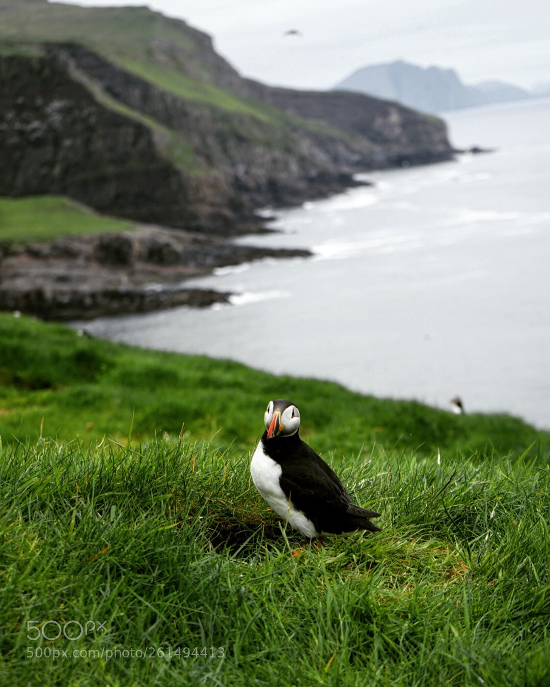 Sony a7 II sample photo. Puffin photography