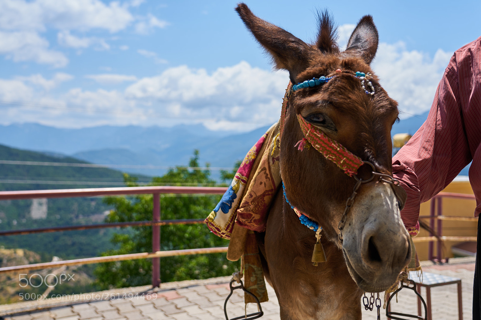 Sony a7 sample photo. Donkey pic photography