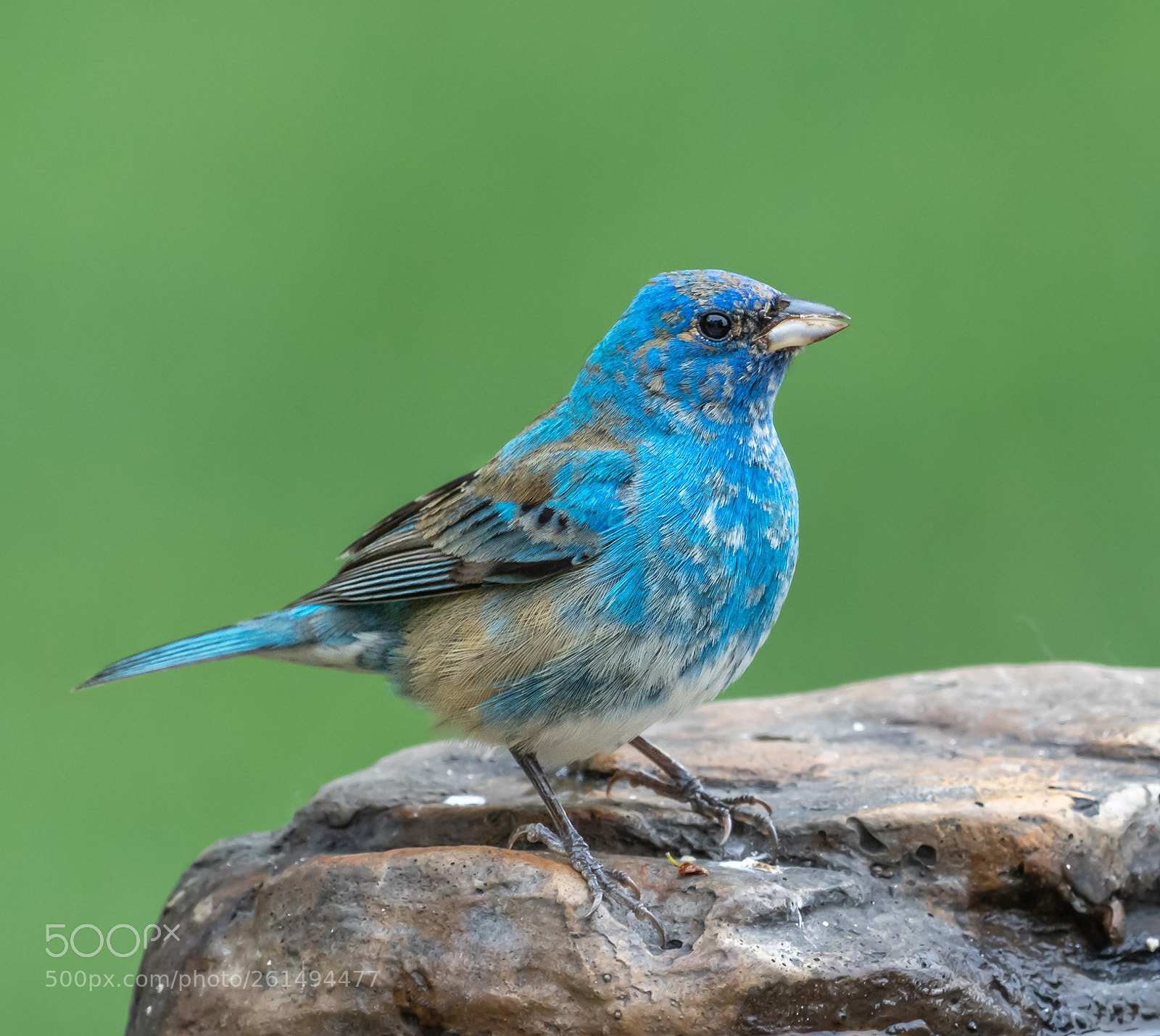 Nikon D500 sample photo. Indigo bunting photography