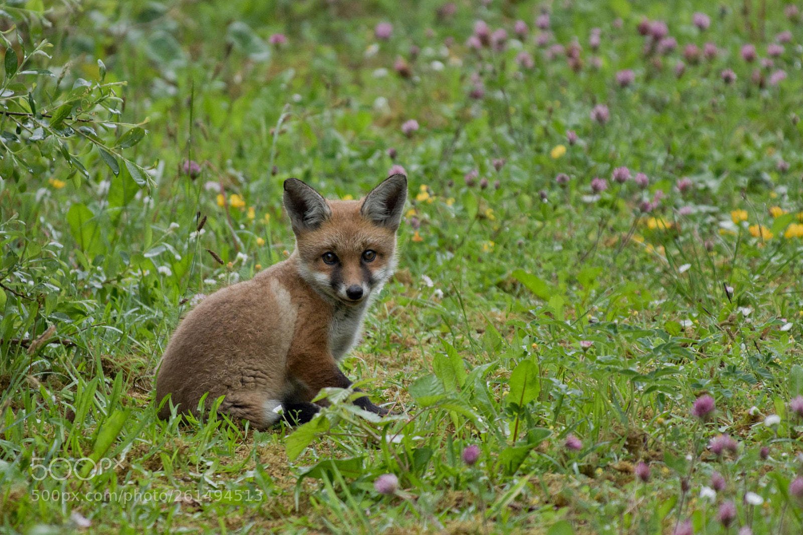 Canon EOS 7D Mark II sample photo. Fox cub photography