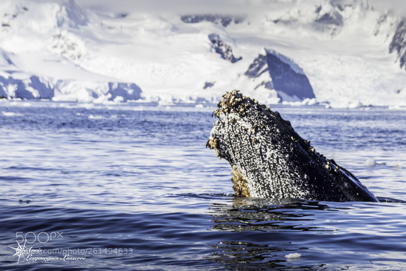 Canon EOS 80D sample photo. Antarctica photography