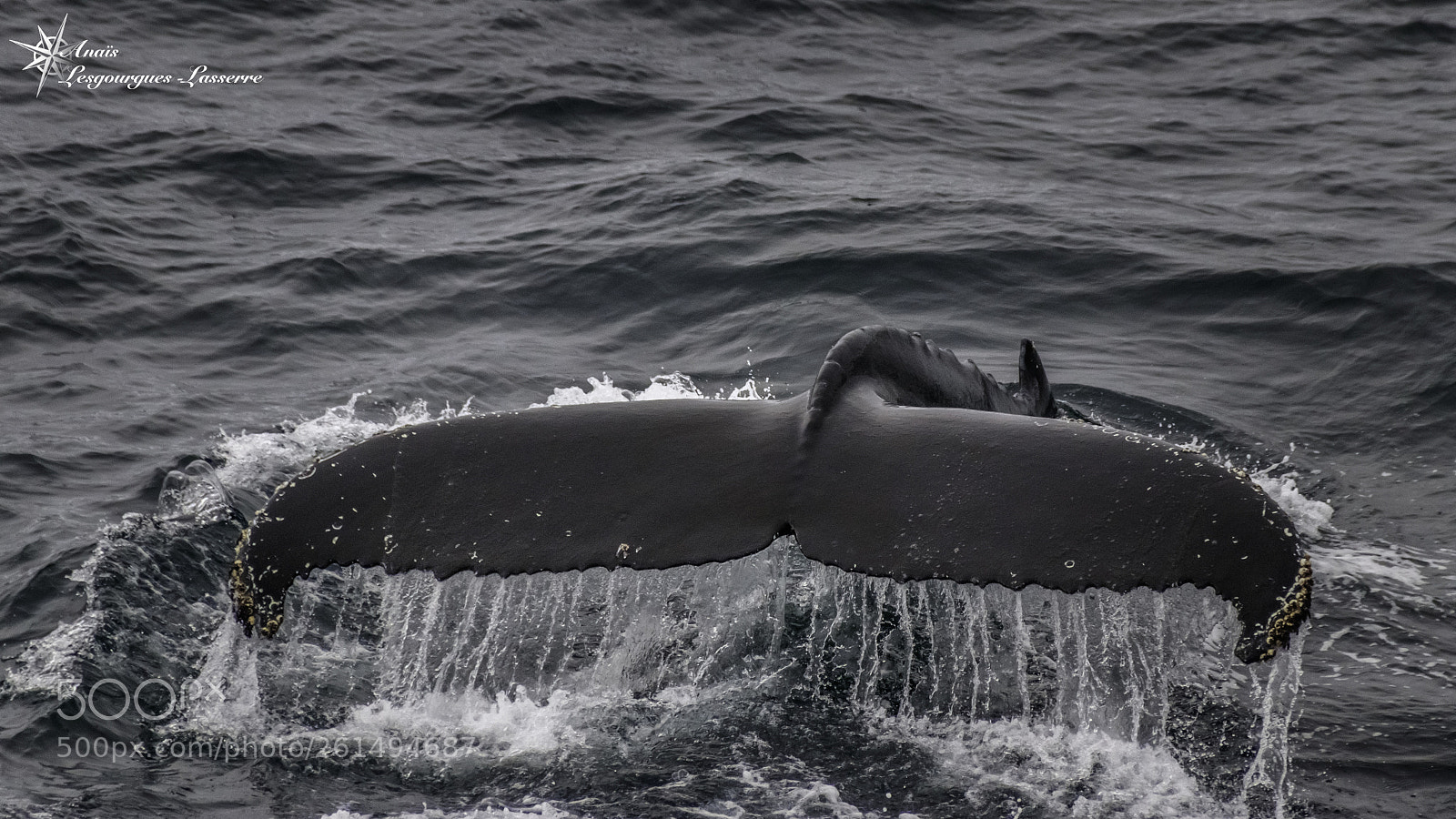 Canon EOS 80D sample photo. Antarctica photography