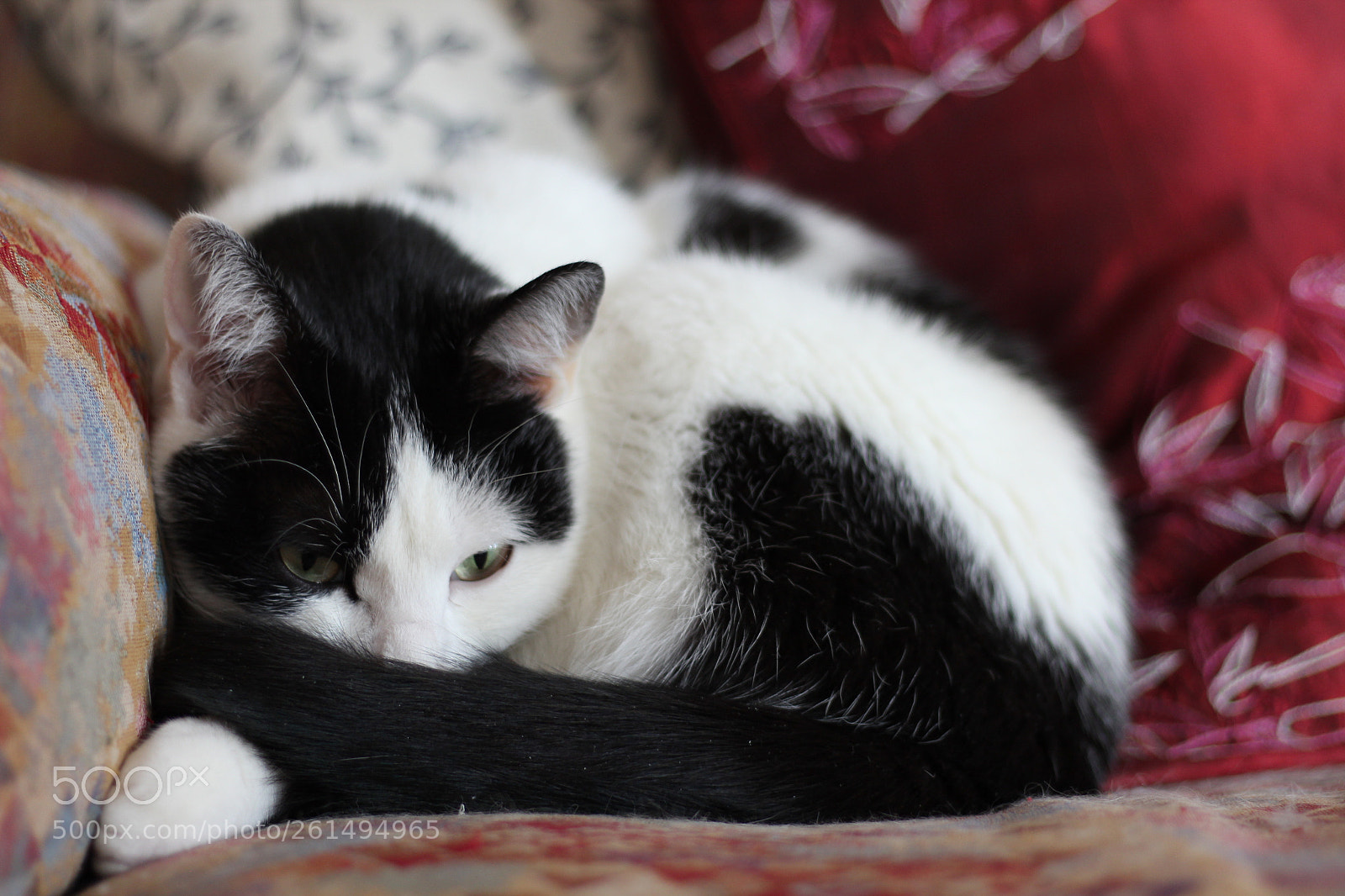 Canon EOS 1300D (EOS Rebel T6 / EOS Kiss X80) + Canon EF 50mm F1.8 STM sample photo. Lemmy the cat photography
