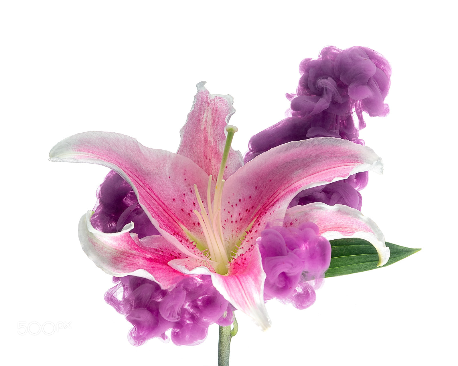 Nikon D850 sample photo. Lily i photography