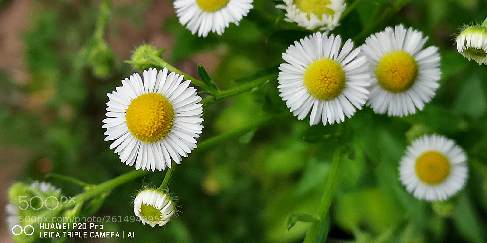 HUAWEI CLT-L29 sample photo. Untitled photography