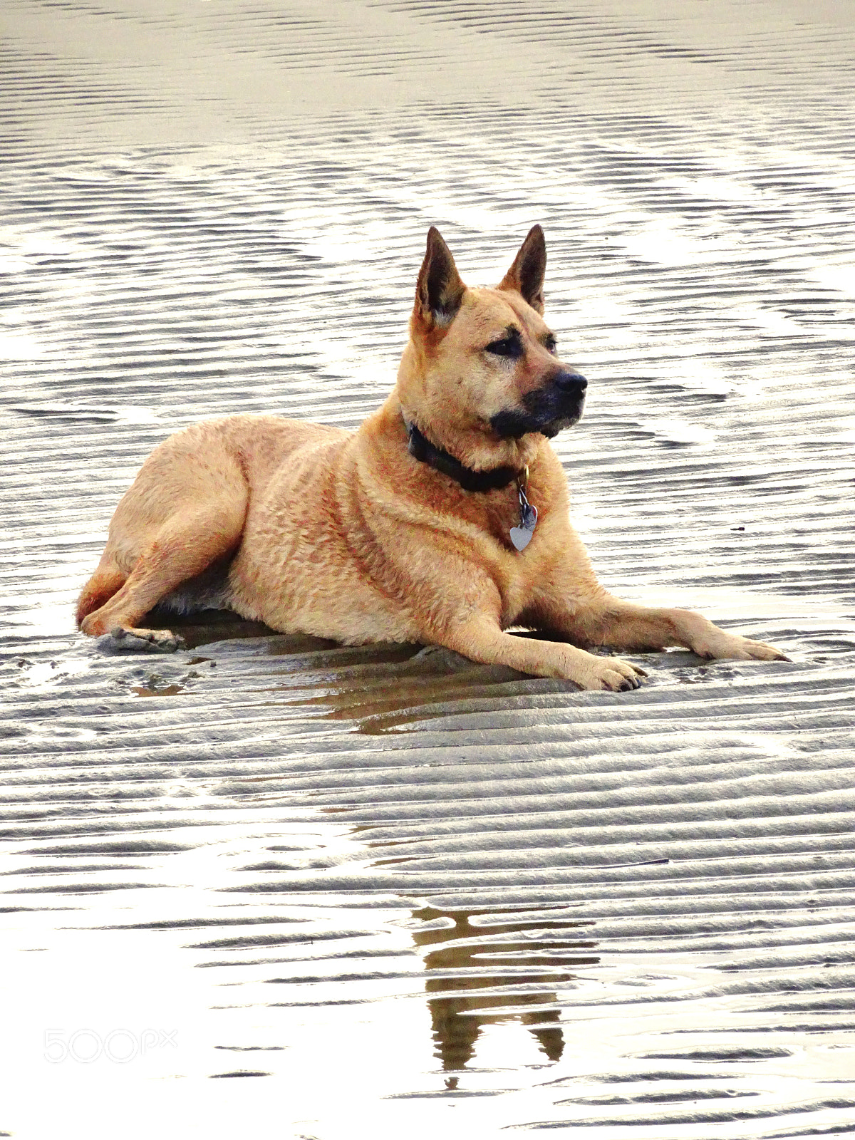Sony Cyber-shot DSC-HX90V sample photo. Sadie watches photography