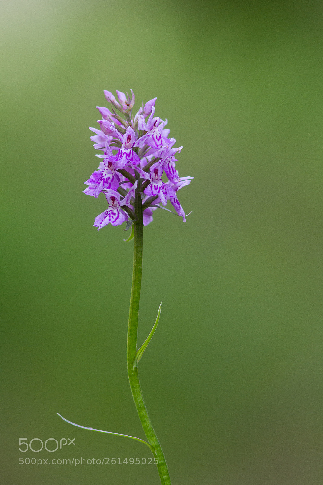 Canon EOS 7D sample photo. Dactylorhiza fuchsii photography