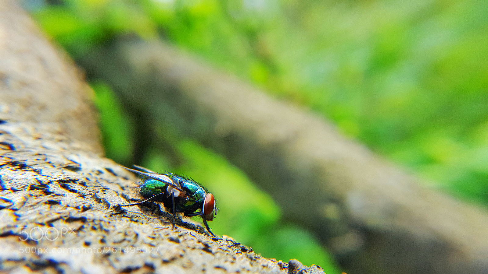 Samsung Galaxy S6 sample photo. This green bottle fly photography