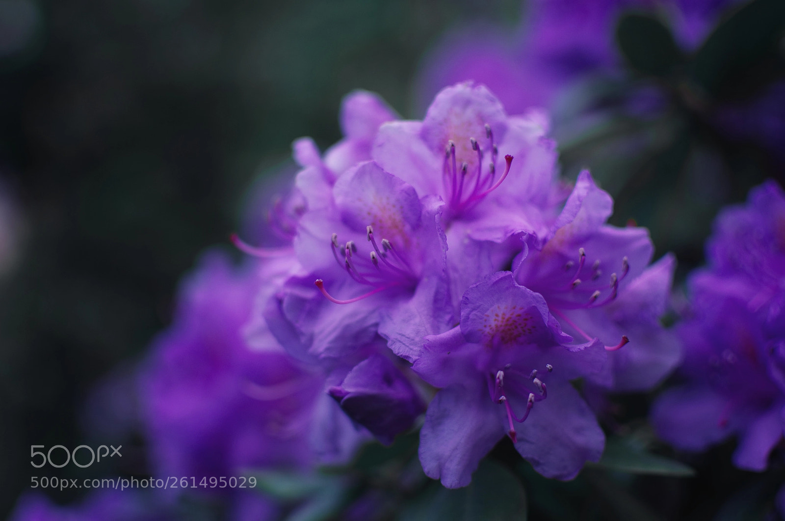 Nikon D5100 sample photo. Sleepy softness photography