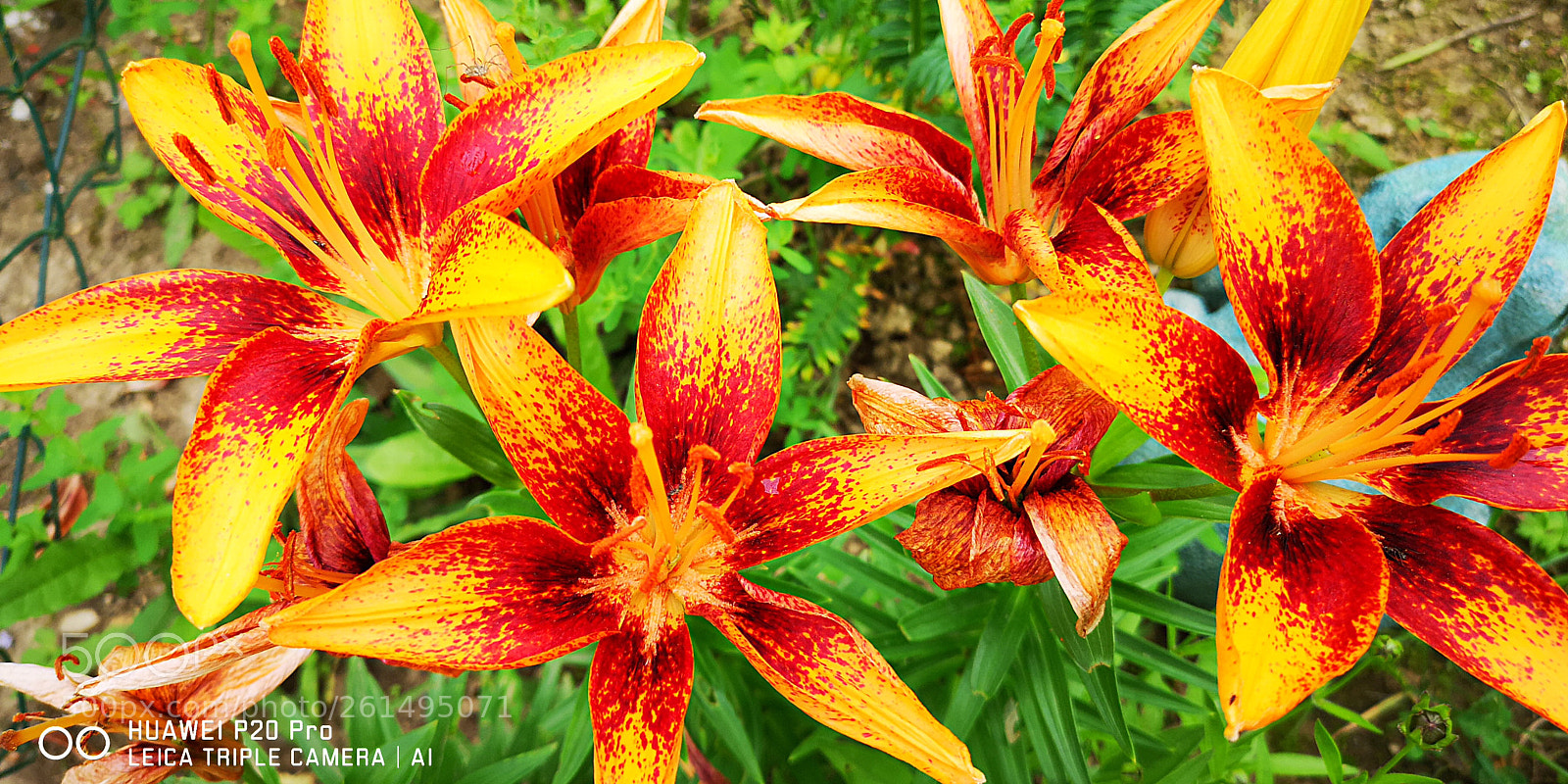 HUAWEI CLT-L29 sample photo. Untitled photography