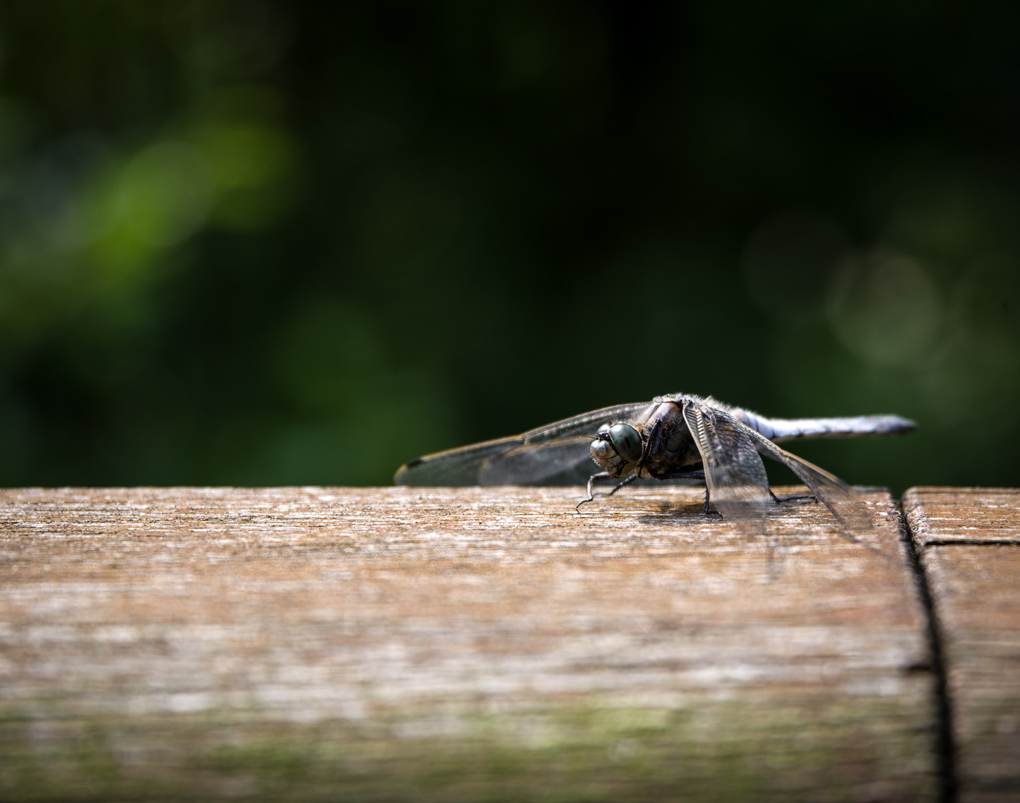 Pentax K-1 sample photo. Close dragonfly photography